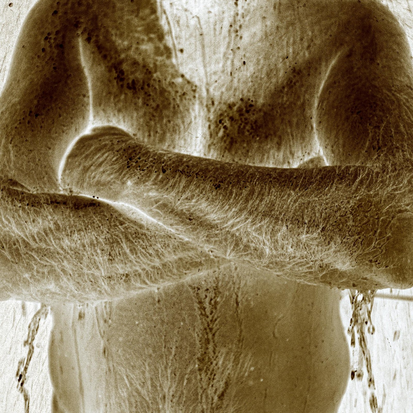 European Photography Awards Winner - The Bathing Faun
