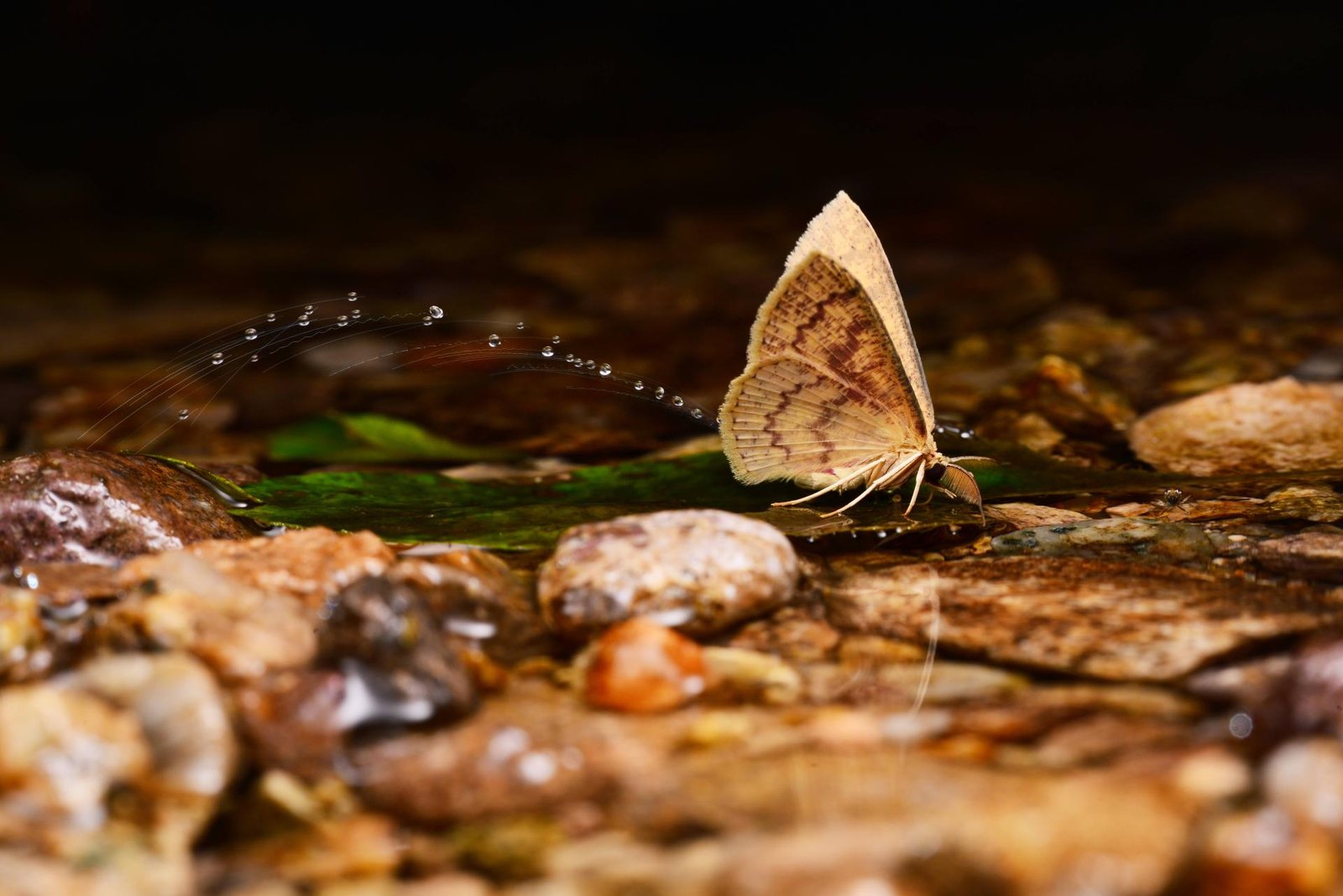European Photography Awards Winner - Streamside Whispers: A Moth Draws a String of Water Droplets