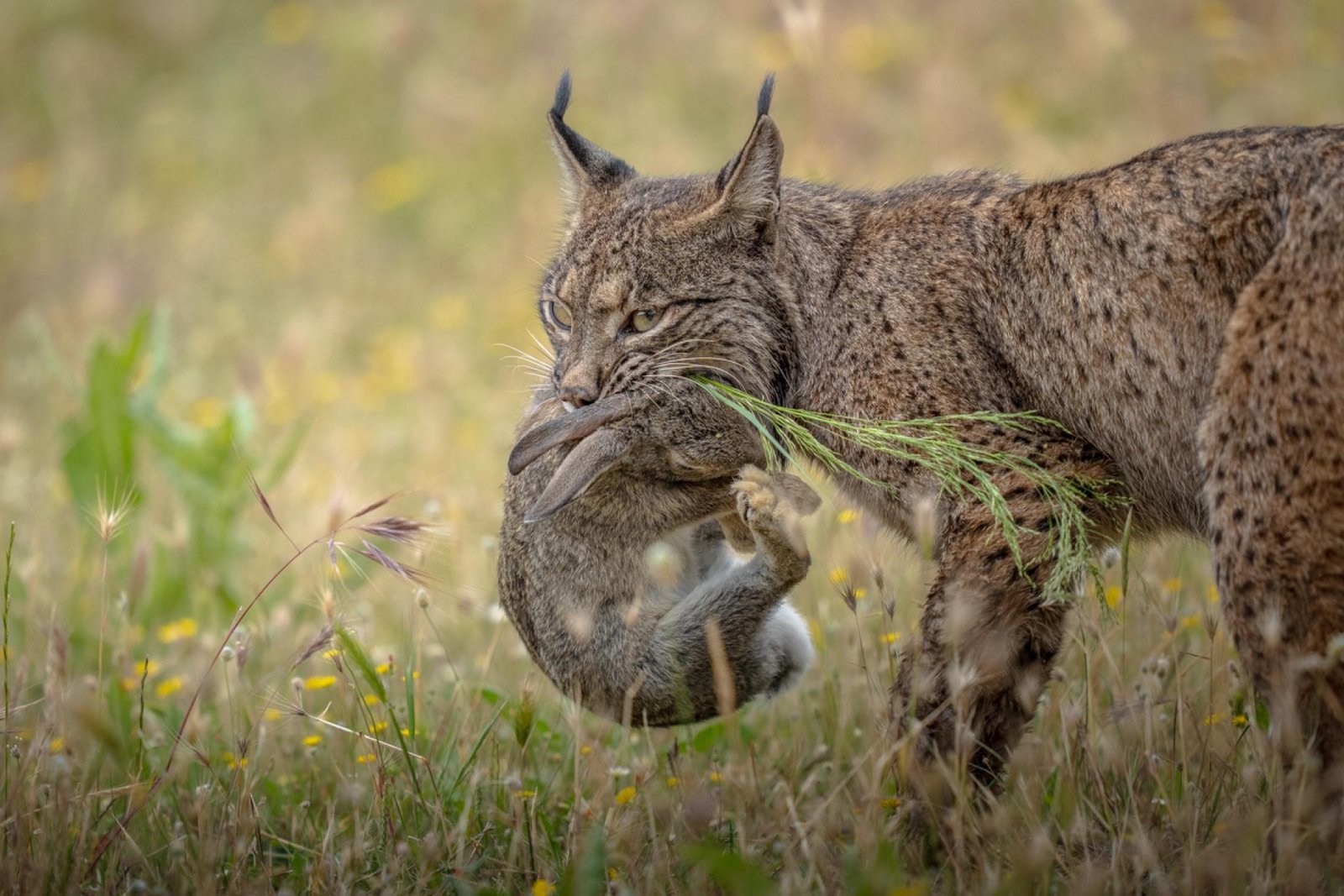 European Photography Awards Winner - Survival