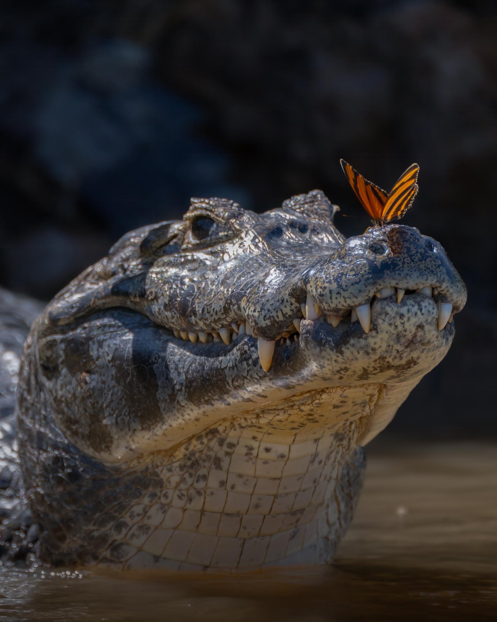 European Photography Awards Winner - An Unlikely Landing
