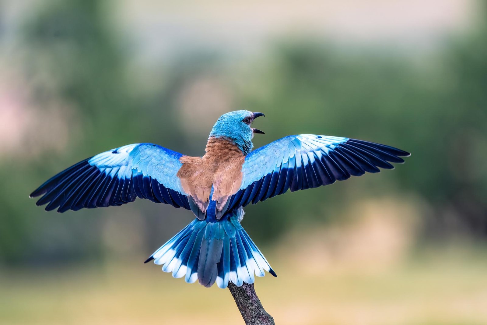European Photography Awards Winner - Spread your wings