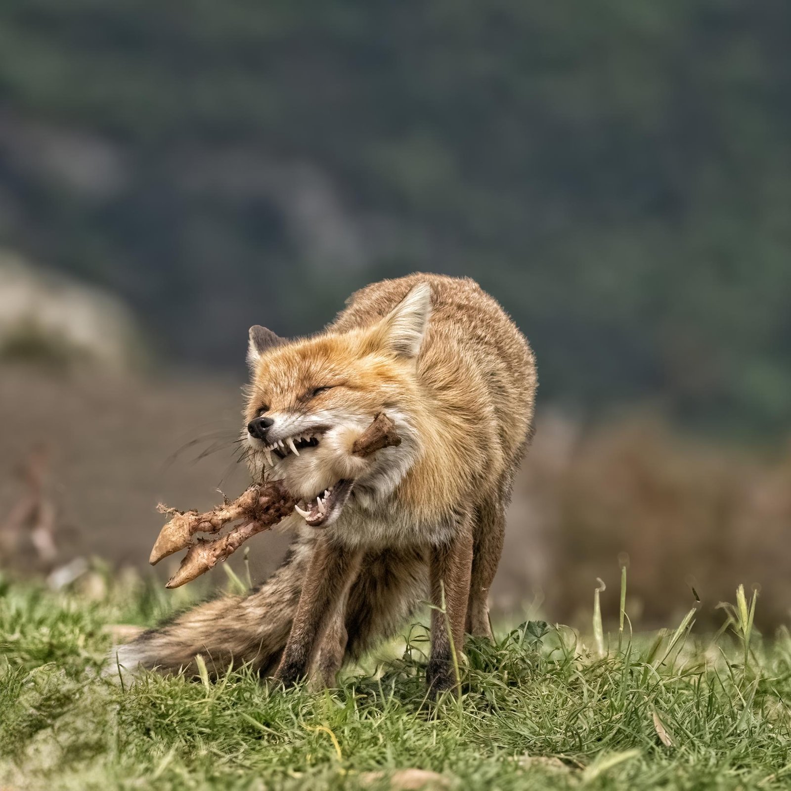 European Photography Awards Winner - Opportunistic cleaner