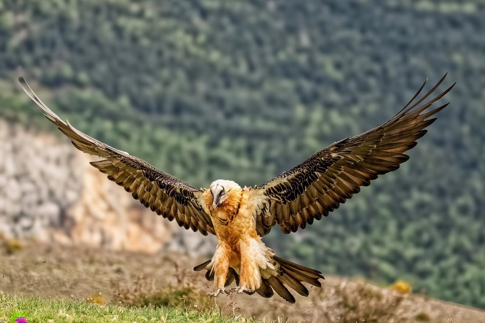 European Photography Awards Winner - Bearded Vulture