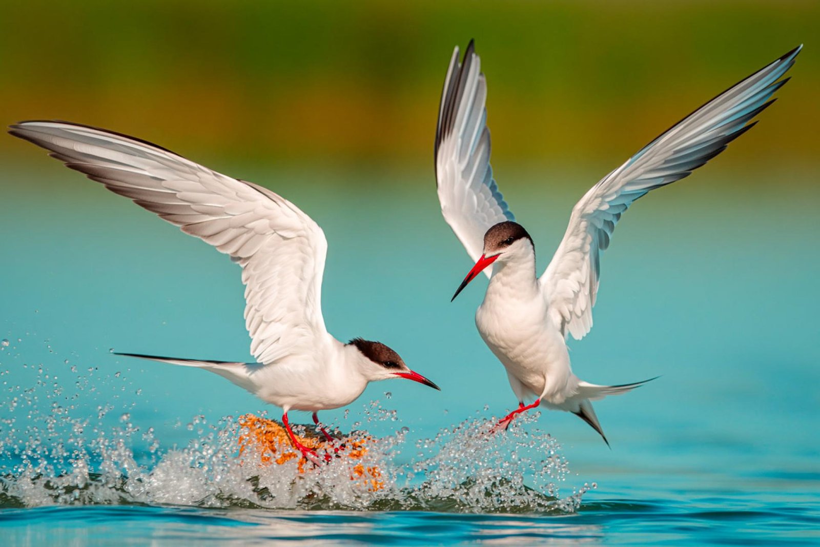 European Photography Awards Winner - Fighting terns