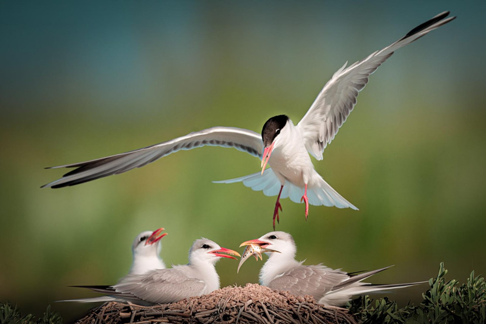 European Photography Awards Winner - Small via thief with chicks