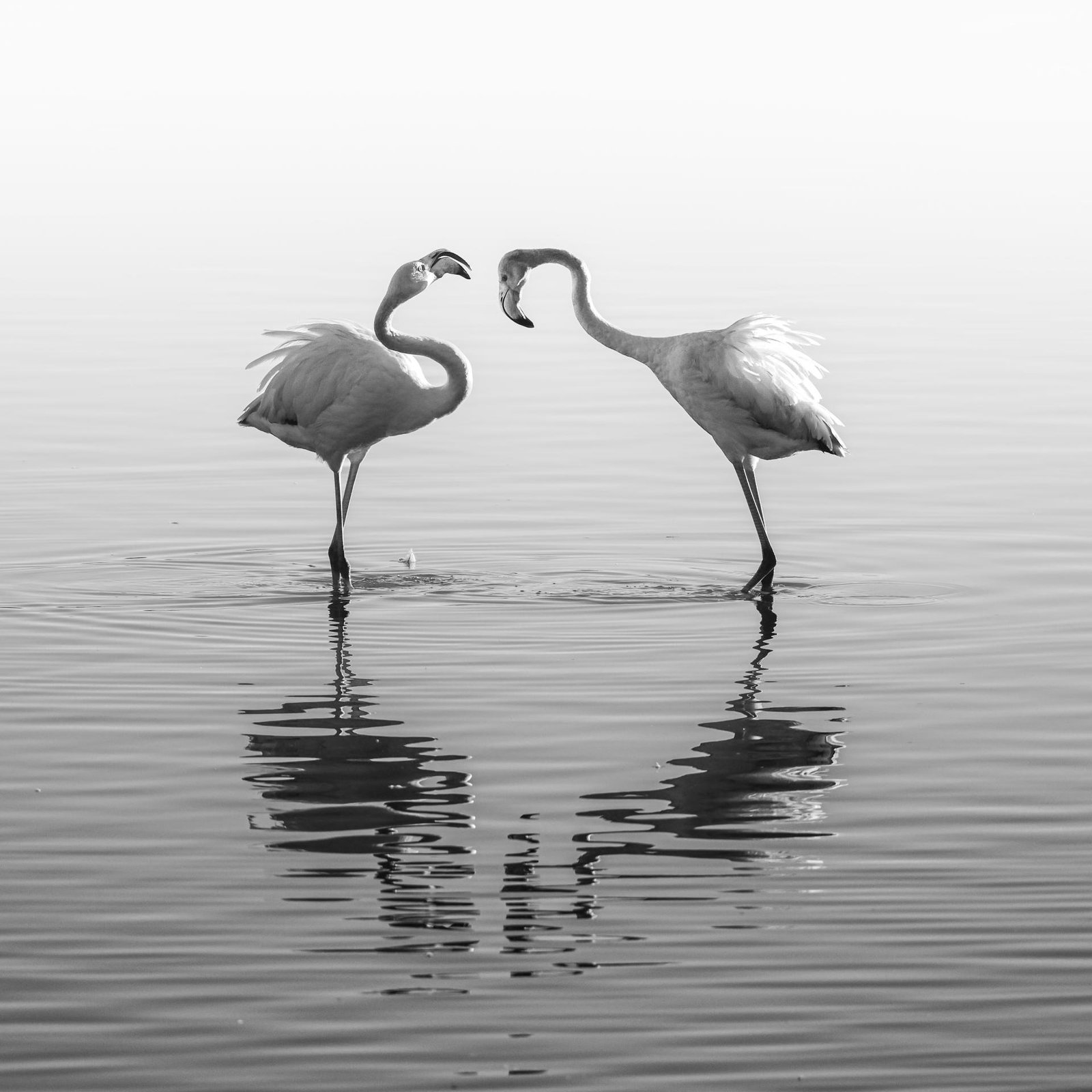 European Photography Awards Winner - The Respect