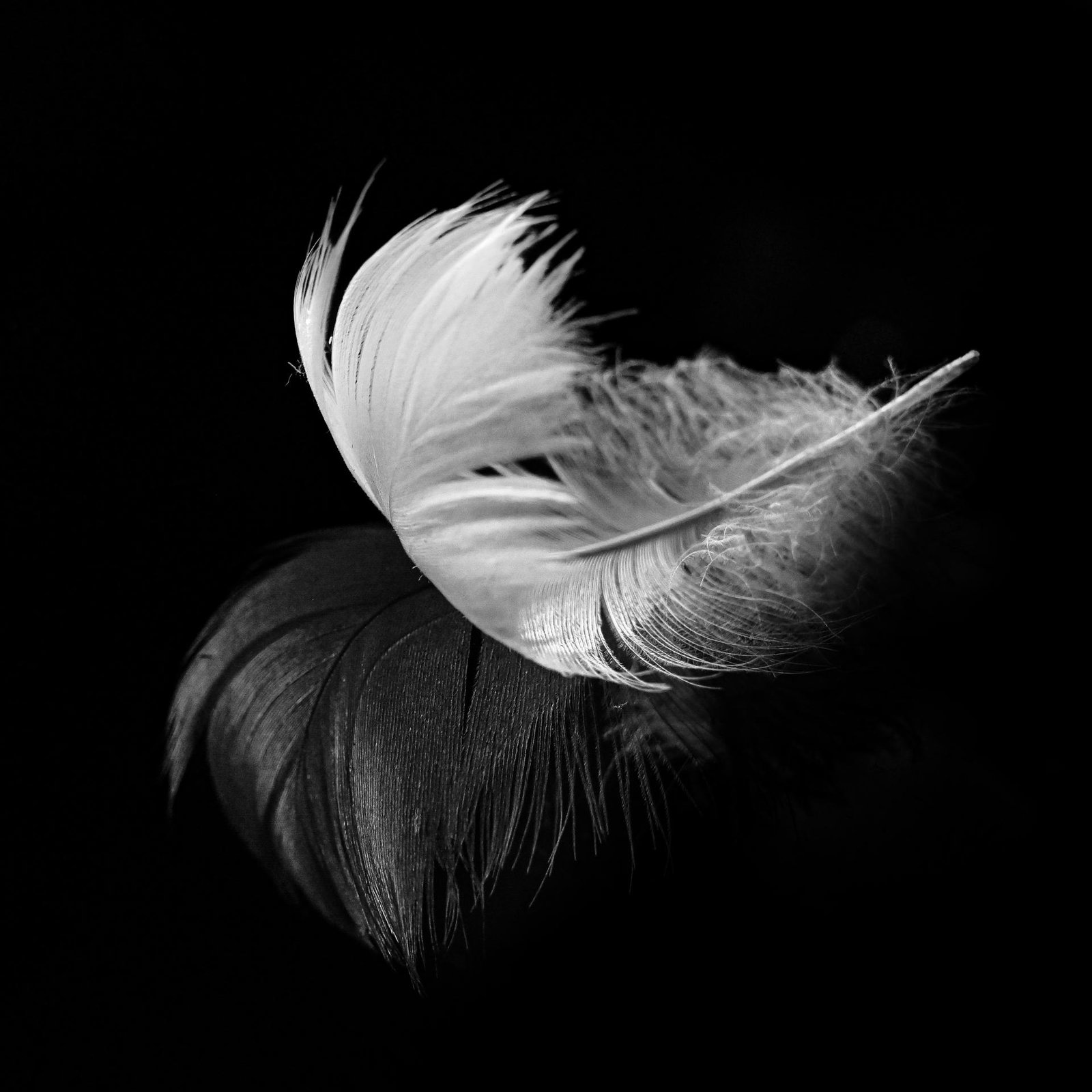 European Photography Awards Winner - Swan impressions
