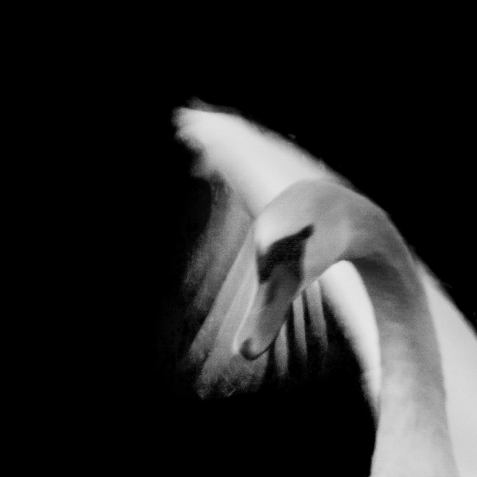 European Photography Awards Winner - Swan impressions