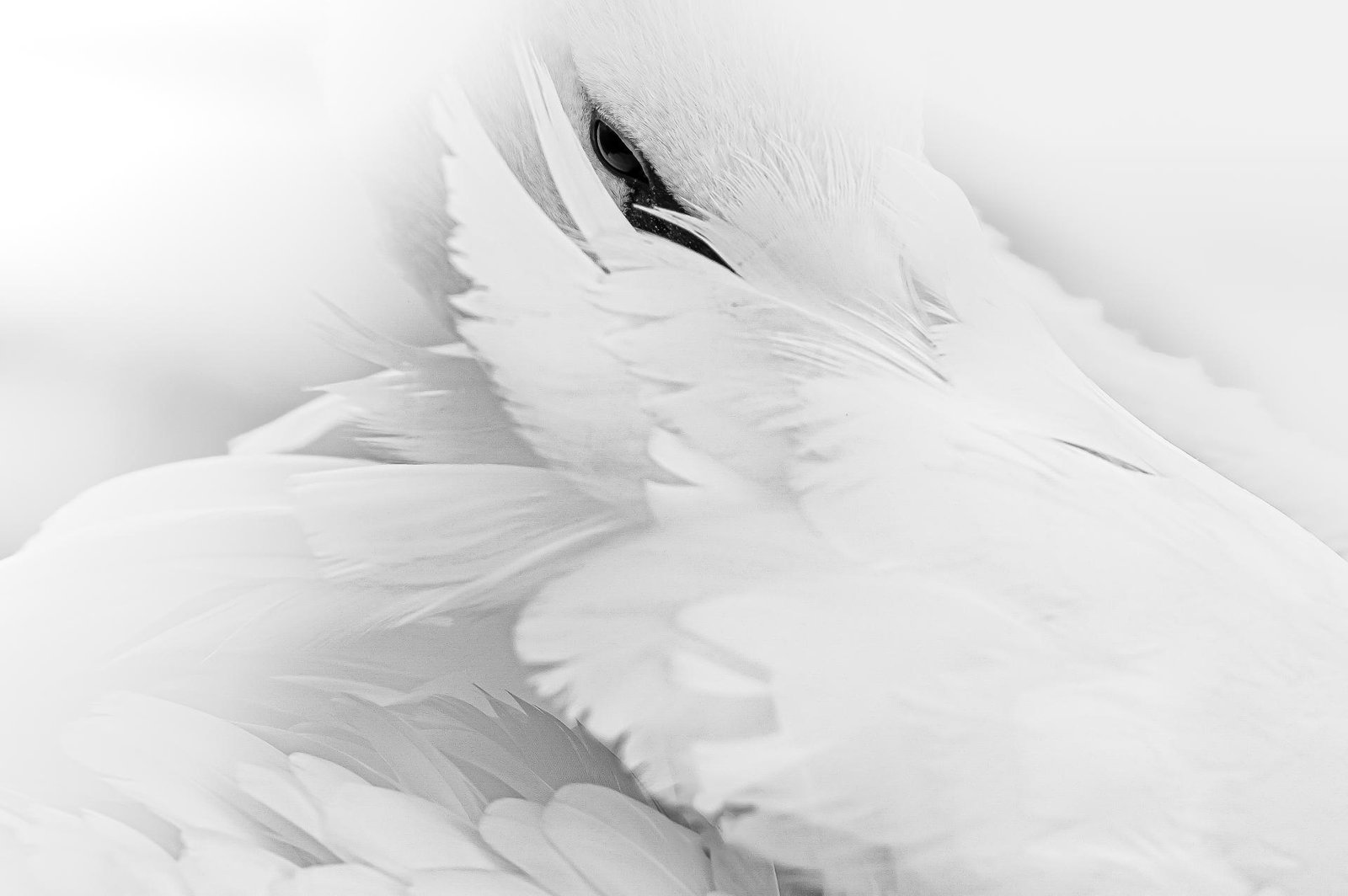 European Photography Awards Winner - The Look