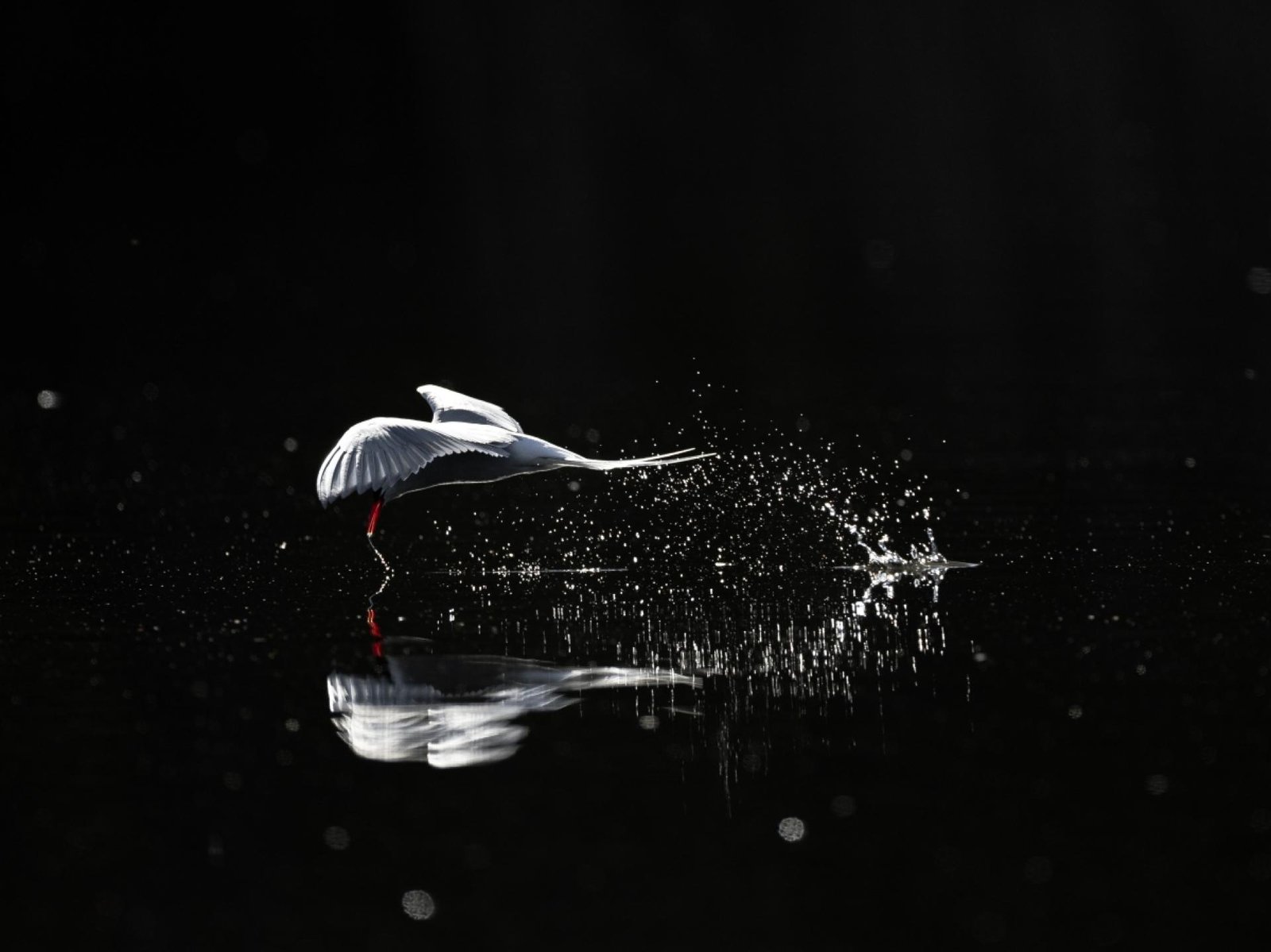 European Photography Awards Winner - Arctic Tern