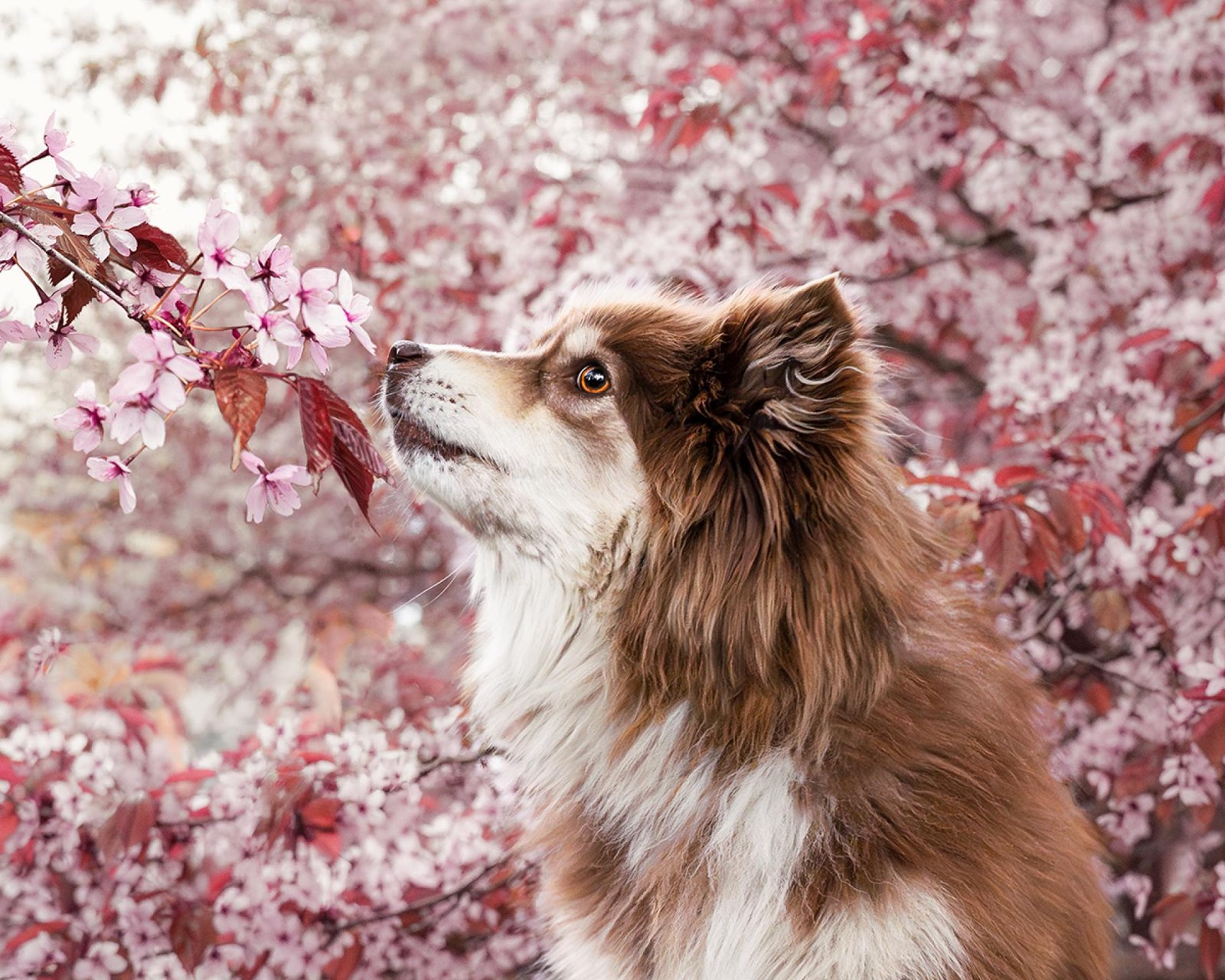 European Photography Awards Winner - Scent of Pink