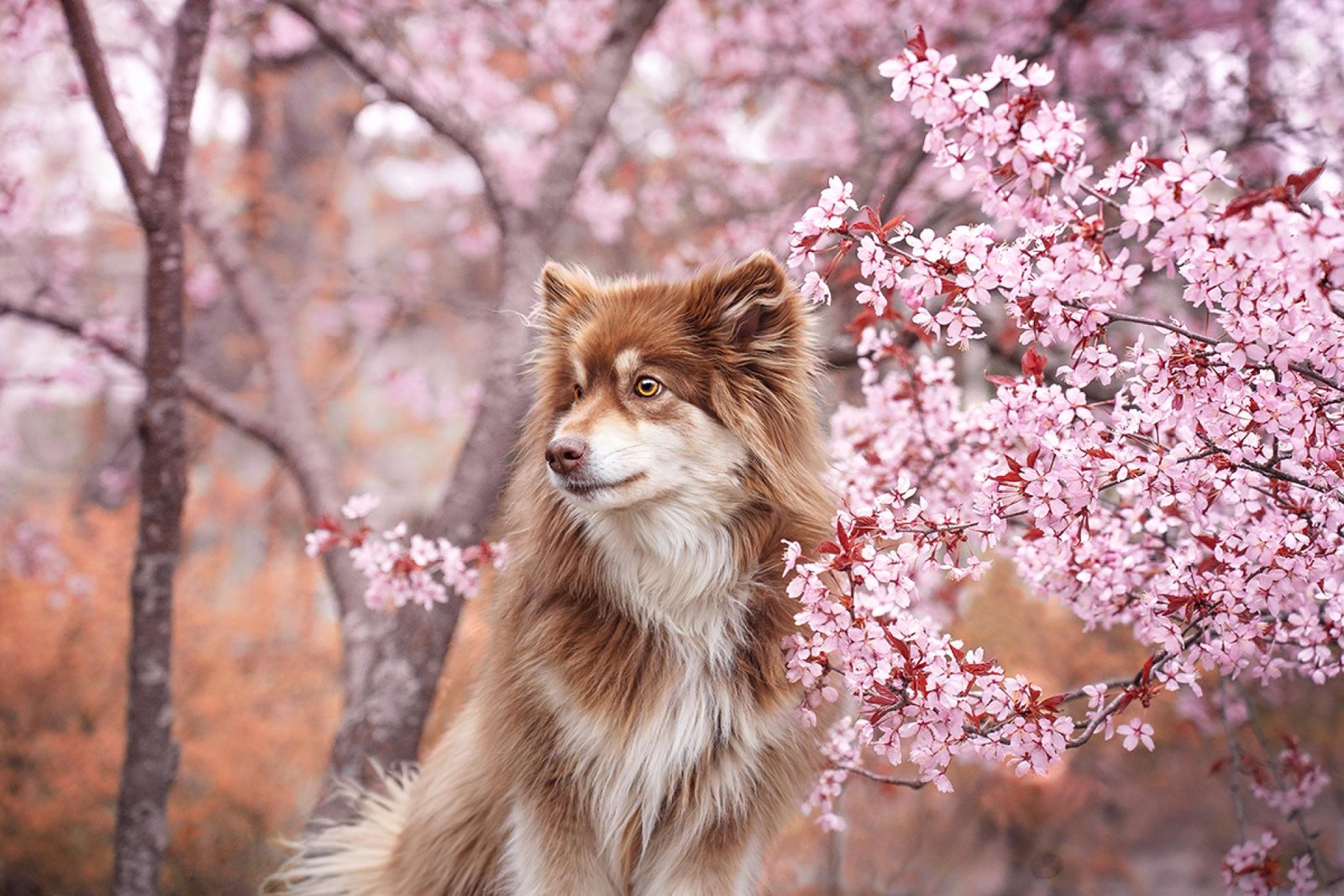 European Photography Awards Winner - Cherry blossom