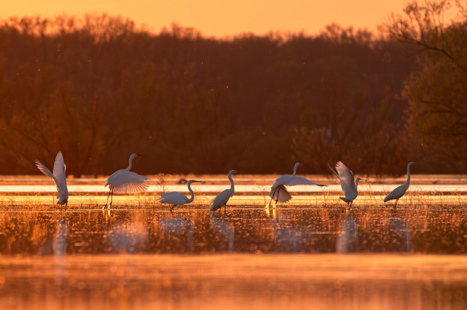 European Photography Awards Winner - White Egrets at Golden Hour