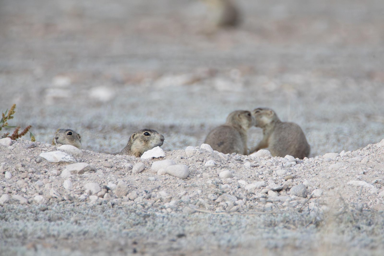 European Photography Awards Winner - Prairie Dogs' Secret Kiss