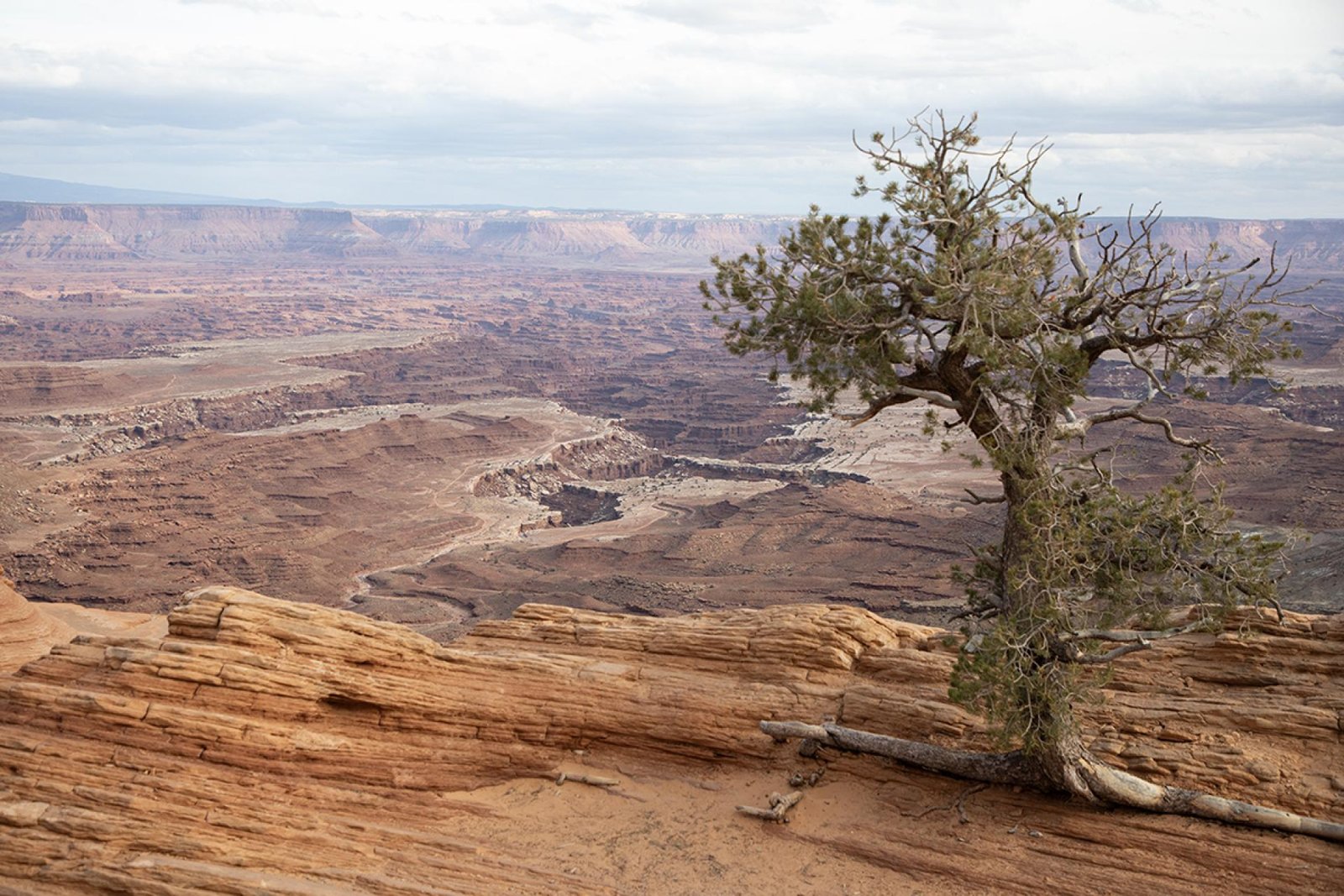 European Photography Awards Winner - Canyonland's Tree