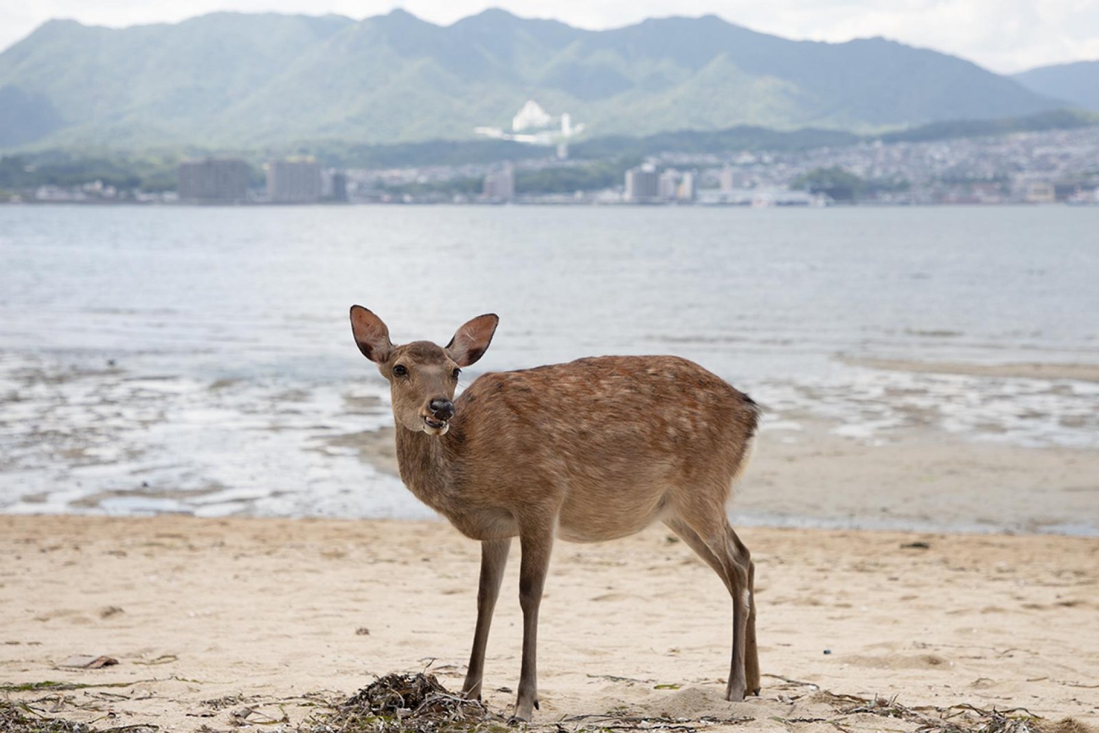 European Photography Awards Winner - Sika Deer's Beach Lunch