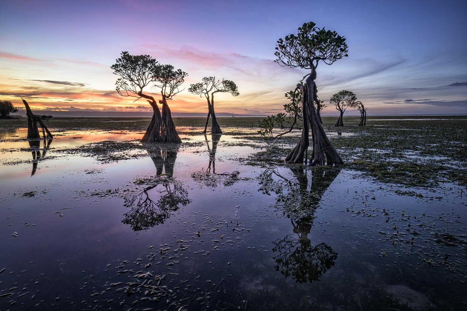 European Photography Awards Winner - Sumba Dancing Trees