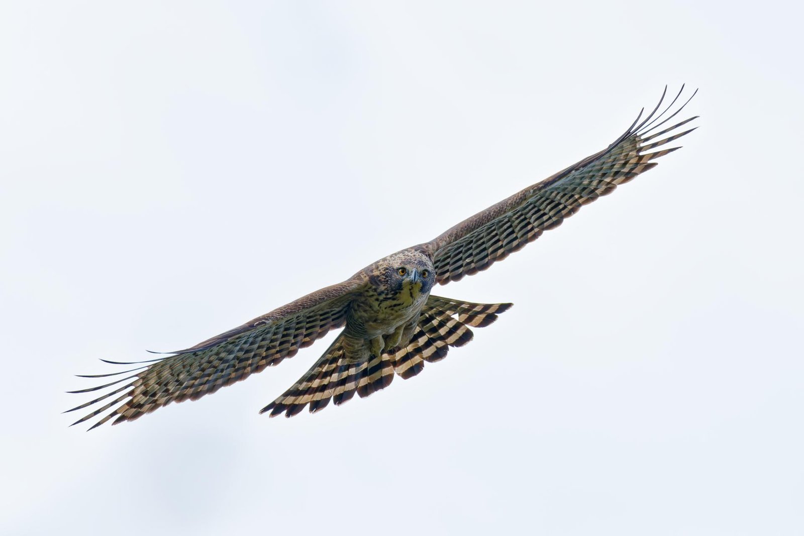 European Photography Awards Winner - Raptors of East Asia