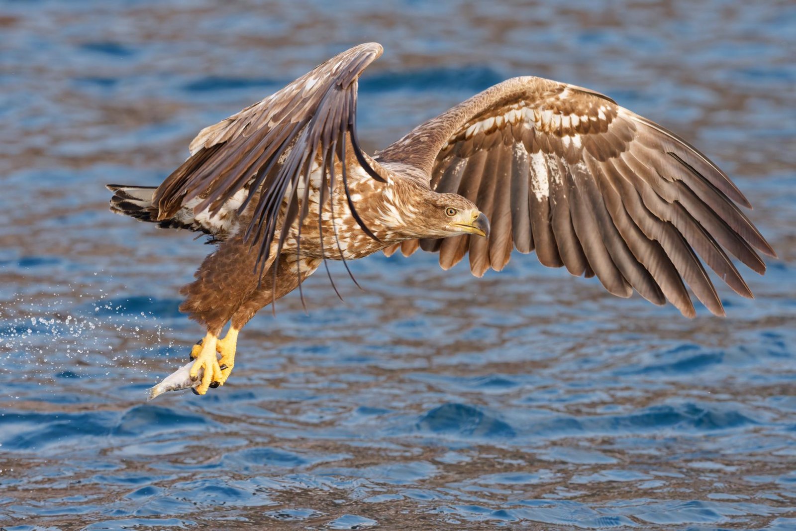 European Photography Awards Winner - Raptors of East Asia