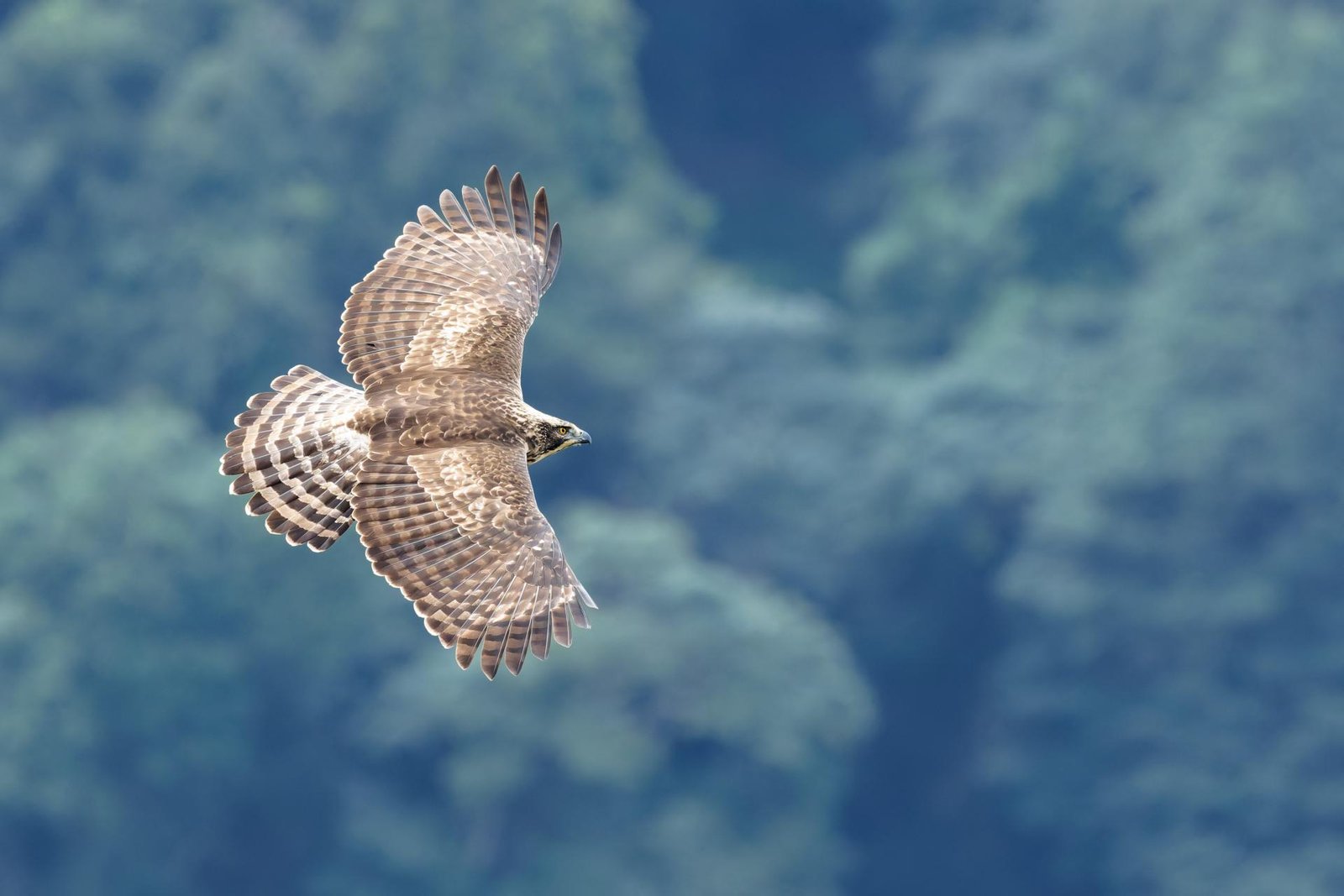 European Photography Awards Winner - Raptors of East Asia