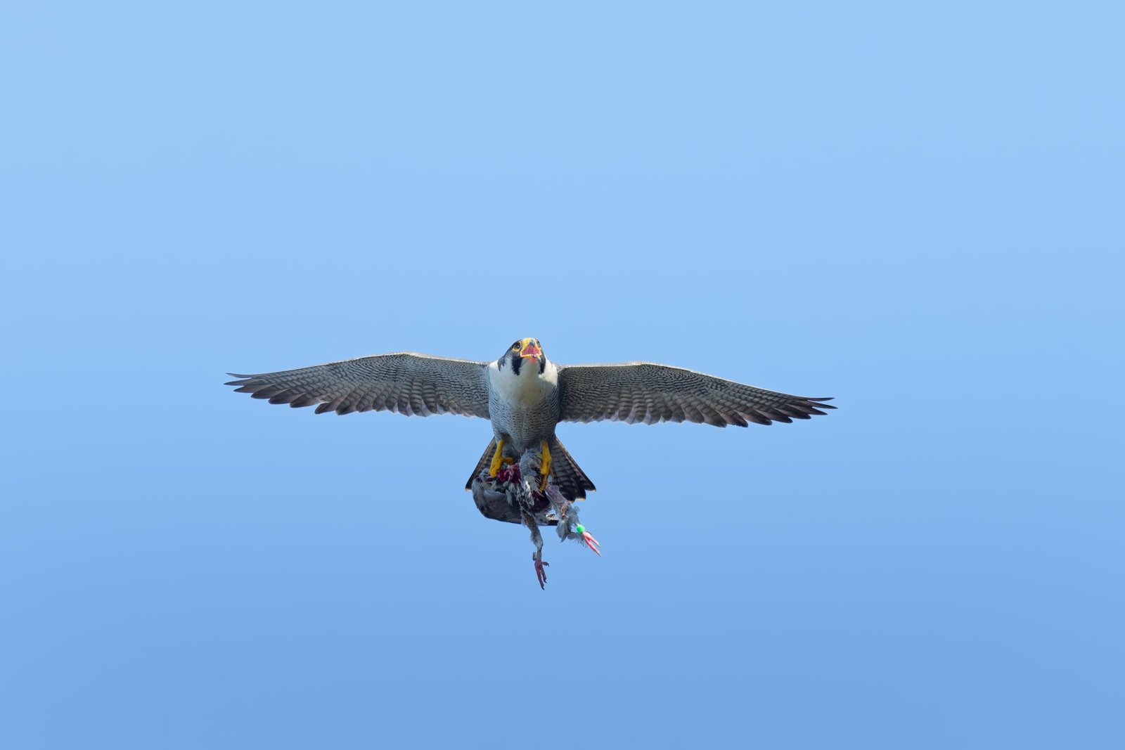 European Photography Awards Winner - Raptors of East Asia