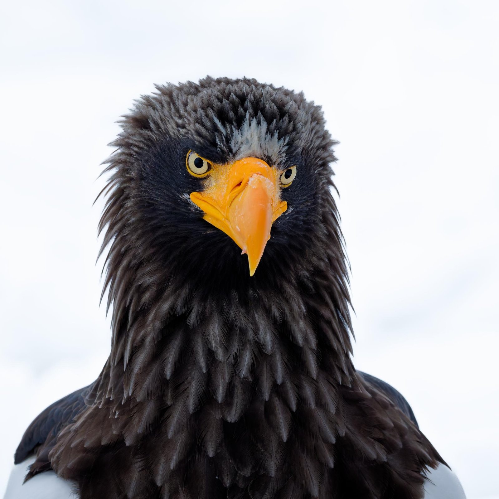 European Photography Awards Winner - Raptors of East Asia