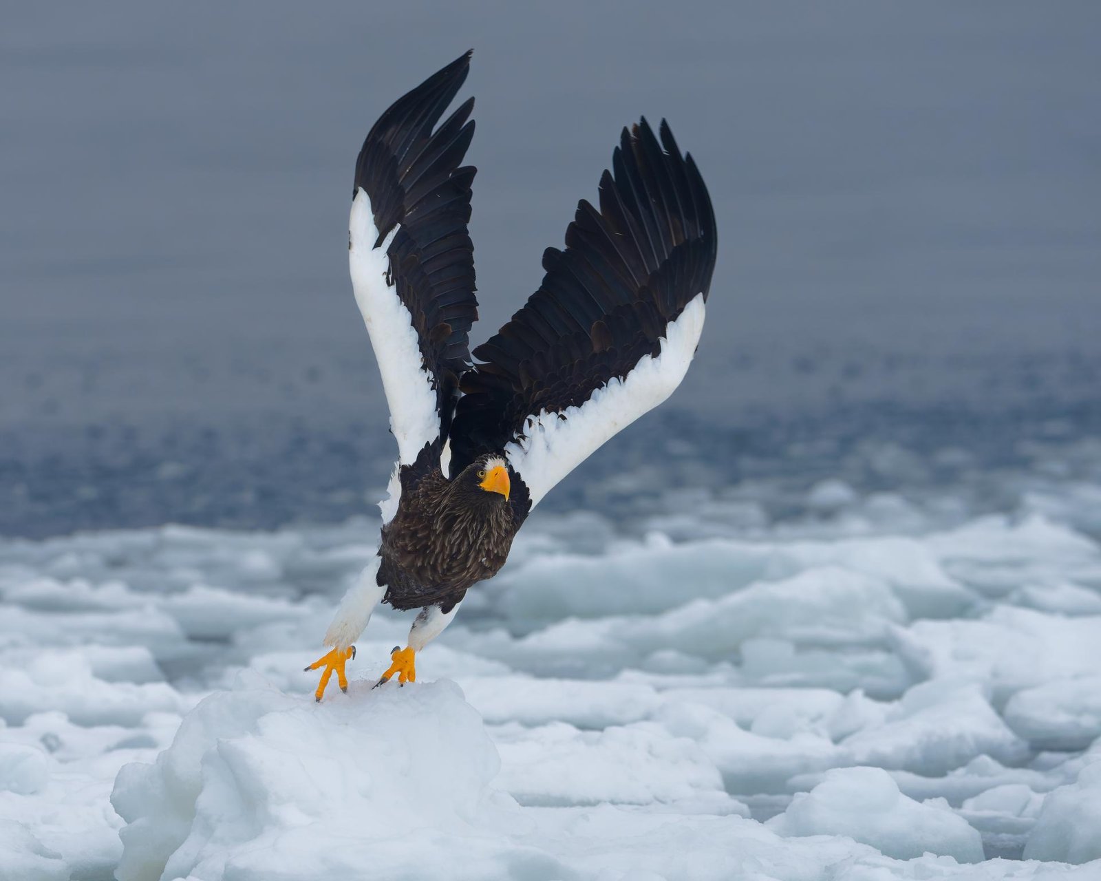 European Photography Awards Winner - Raptors of East Asia