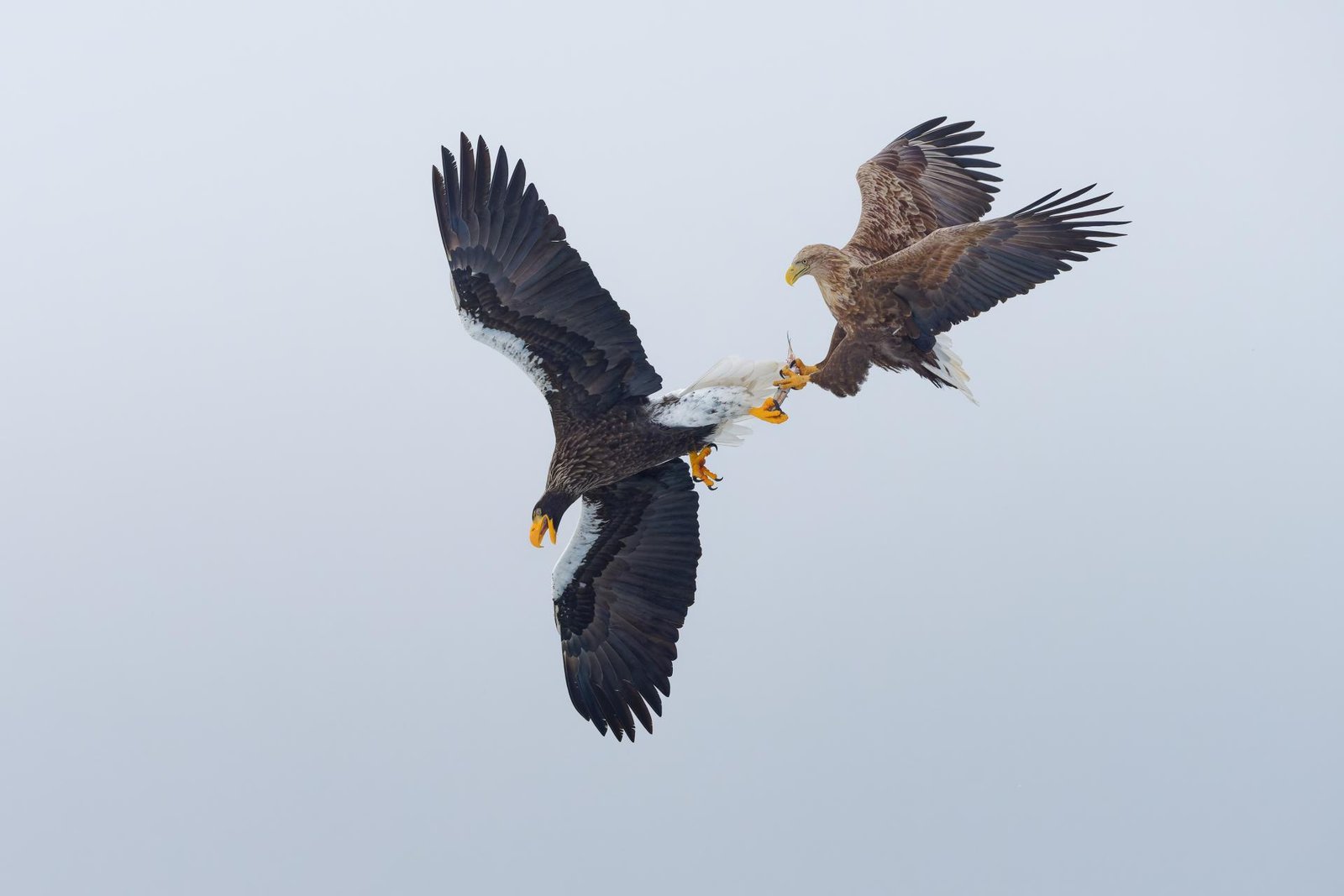 European Photography Awards Winner - Raptors of East Asia