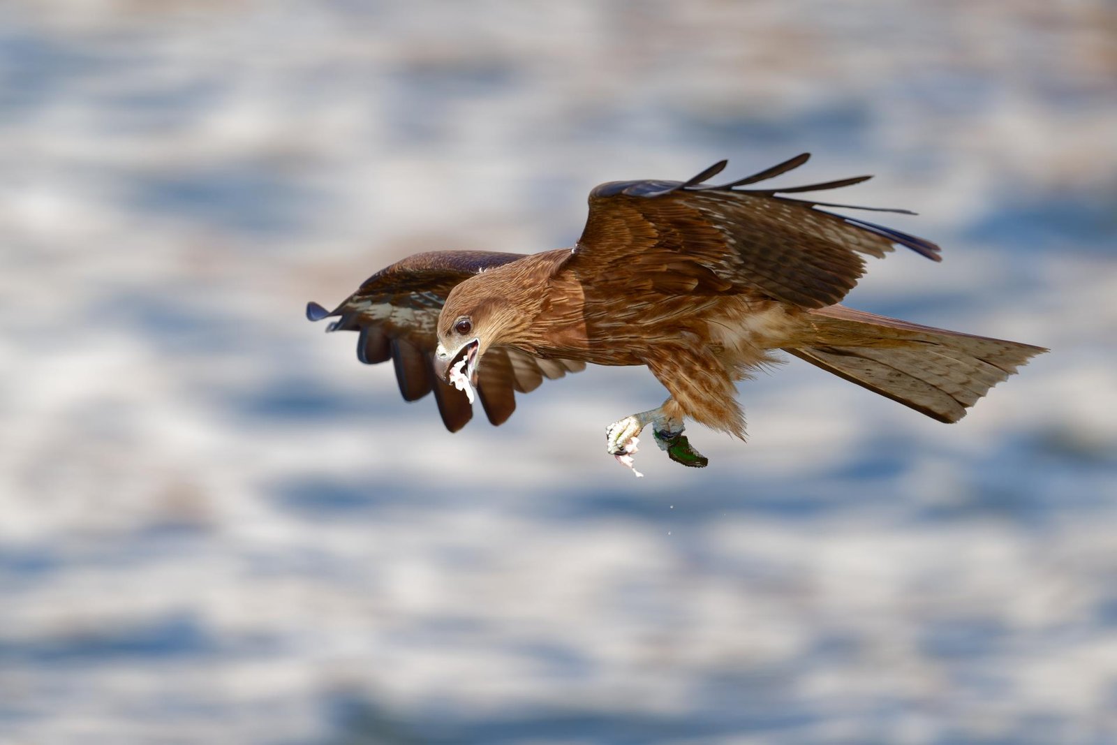 European Photography Awards Winner - Raptors of East Asia