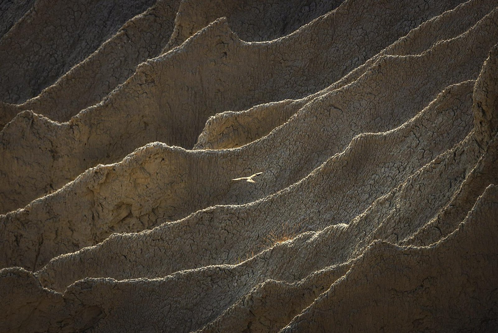 European Photography Awards Winner - Kestrel of the badlands