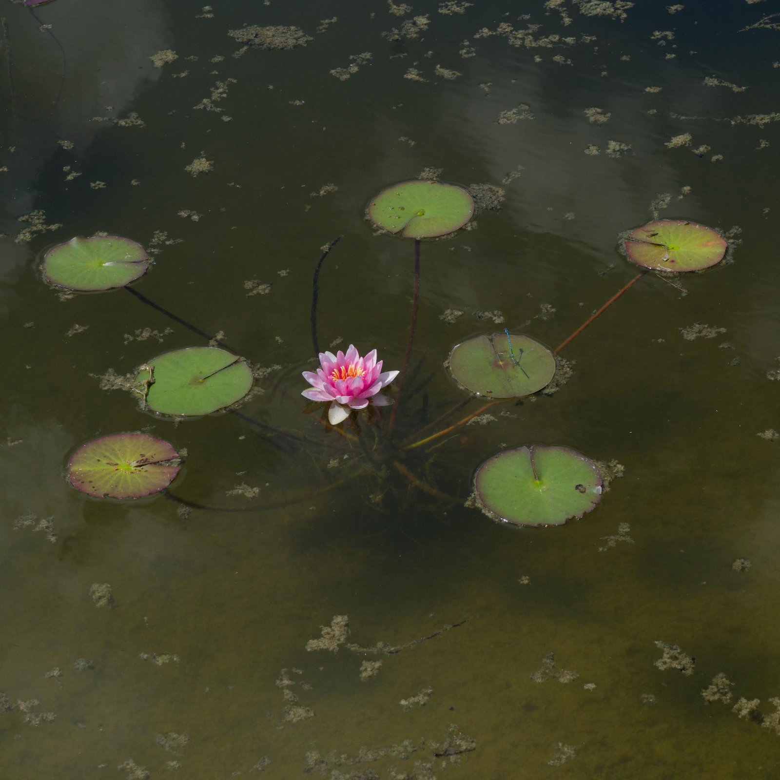 European Photography Awards Winner - The Lily Pad Nursery