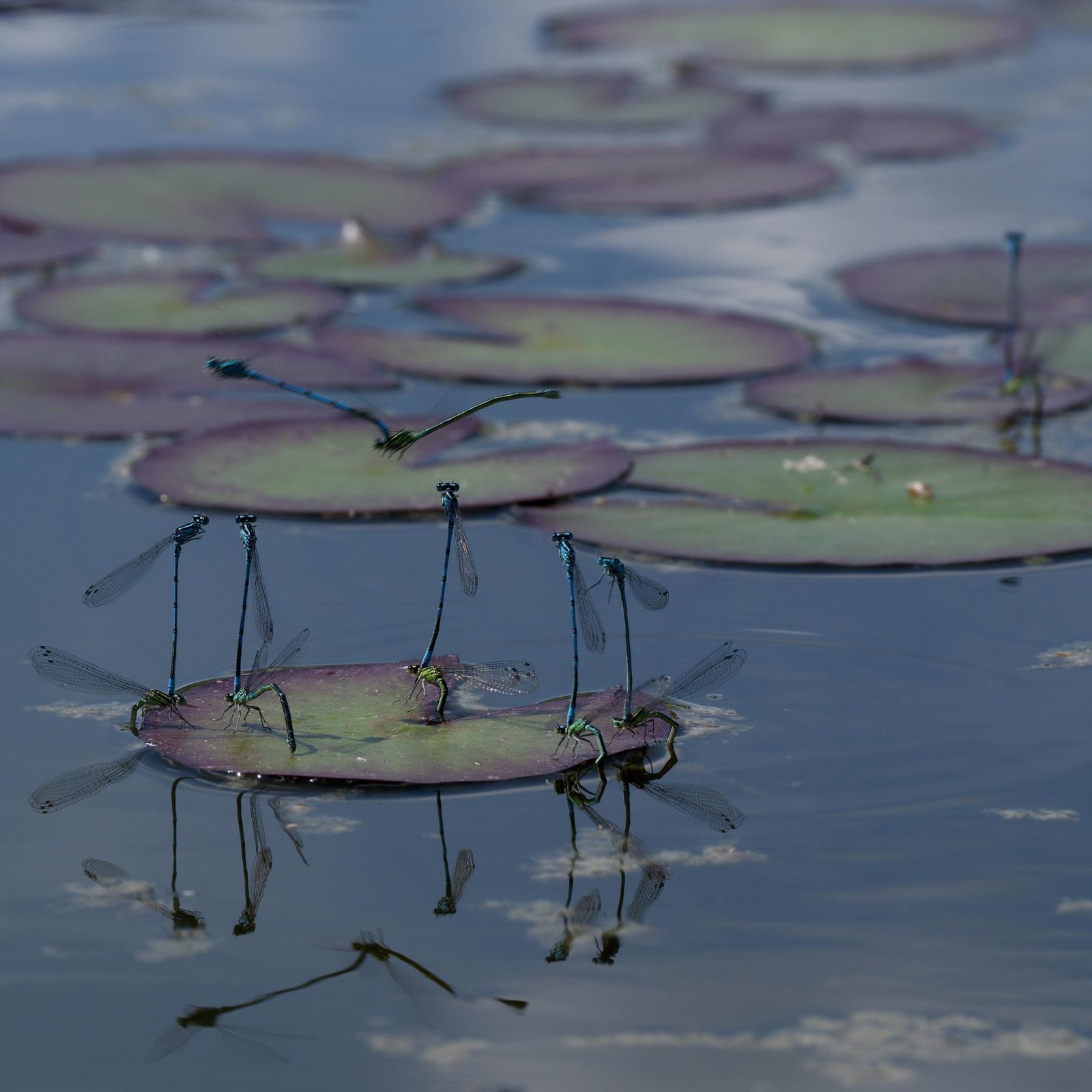 European Photography Awards Winner - The Lily Pad Nursery