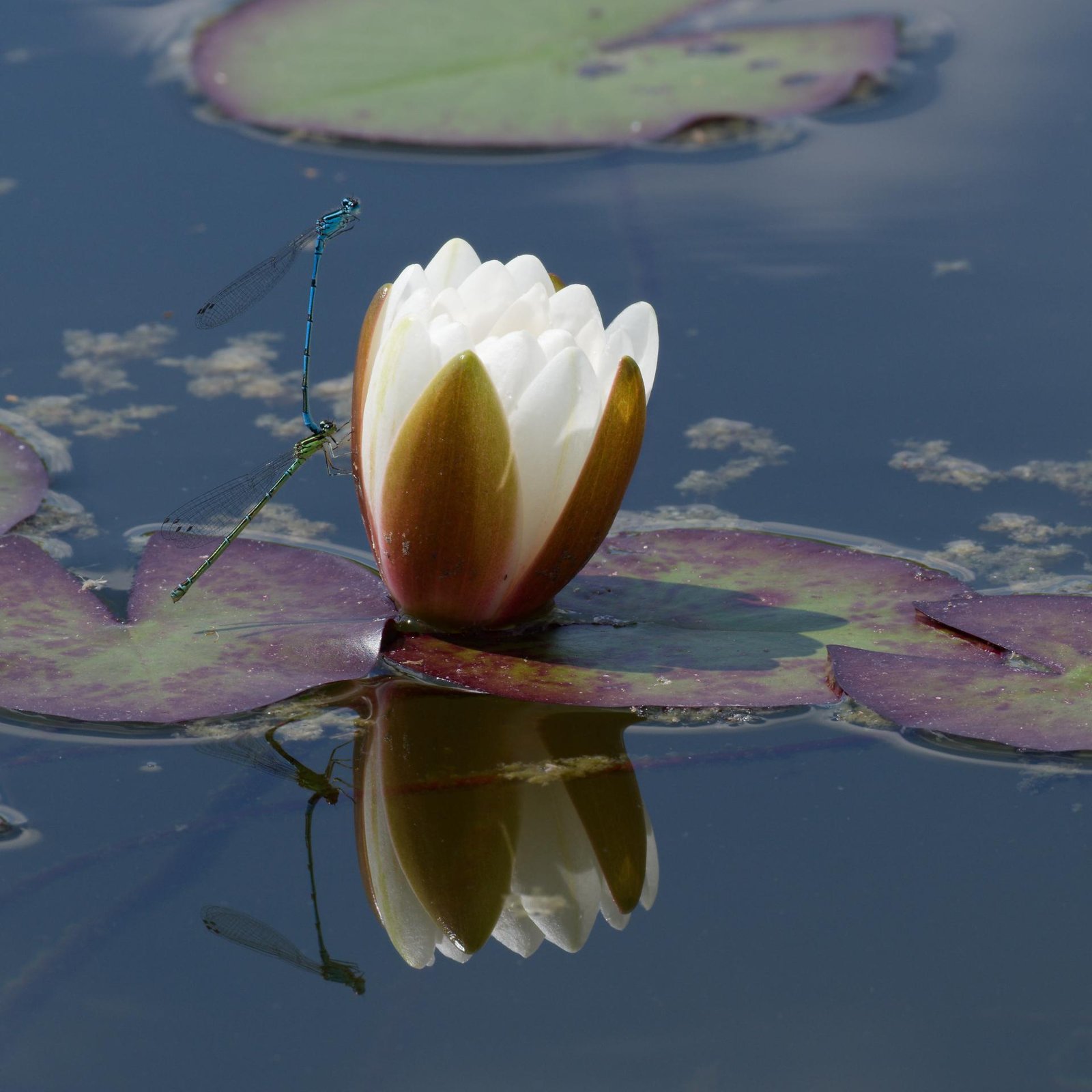 European Photography Awards Winner - The Lily Pad Nursery