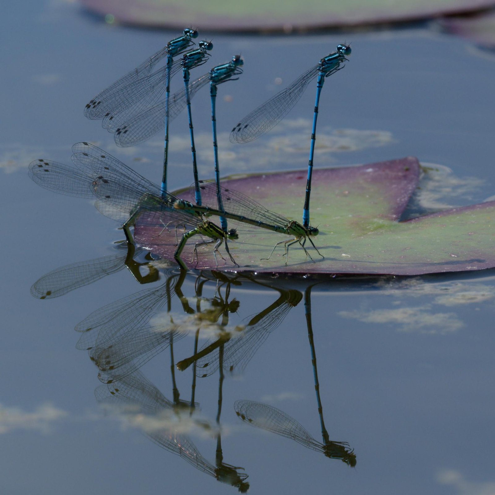 European Photography Awards Winner - The Lily Pad Nursery