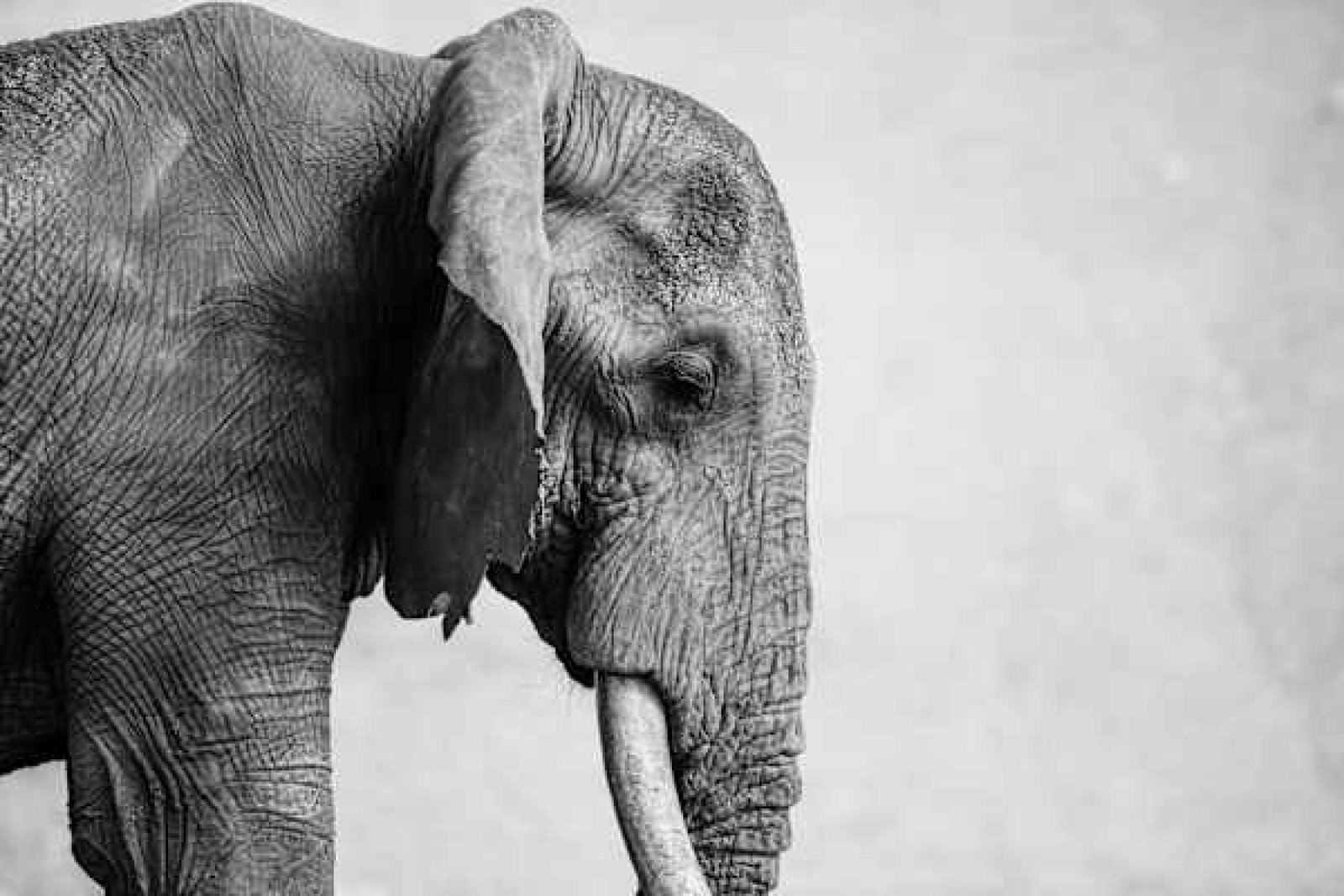 European Photography Awards Winner - Wild Witness