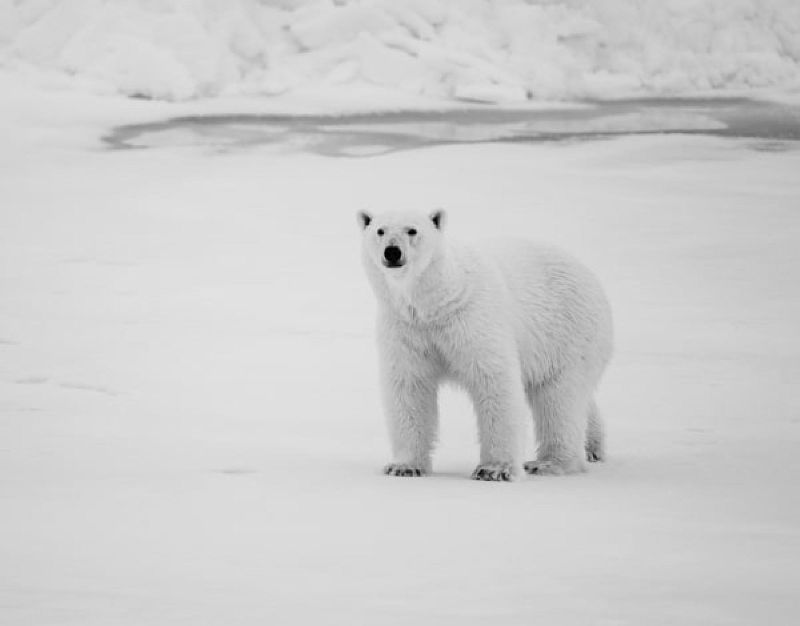 European Photography Awards Winner - Wild Witness