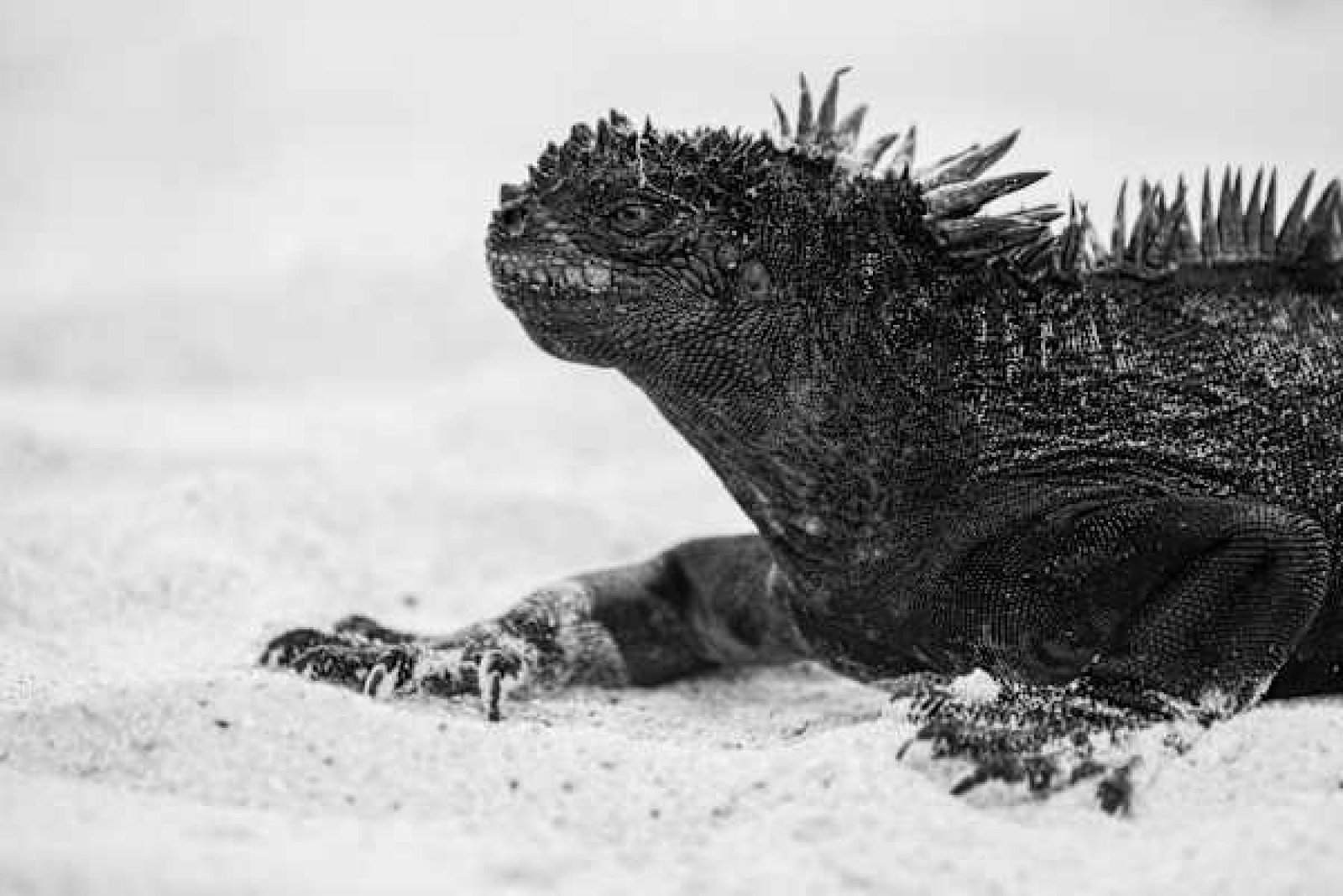 European Photography Awards Winner - Wild Witness