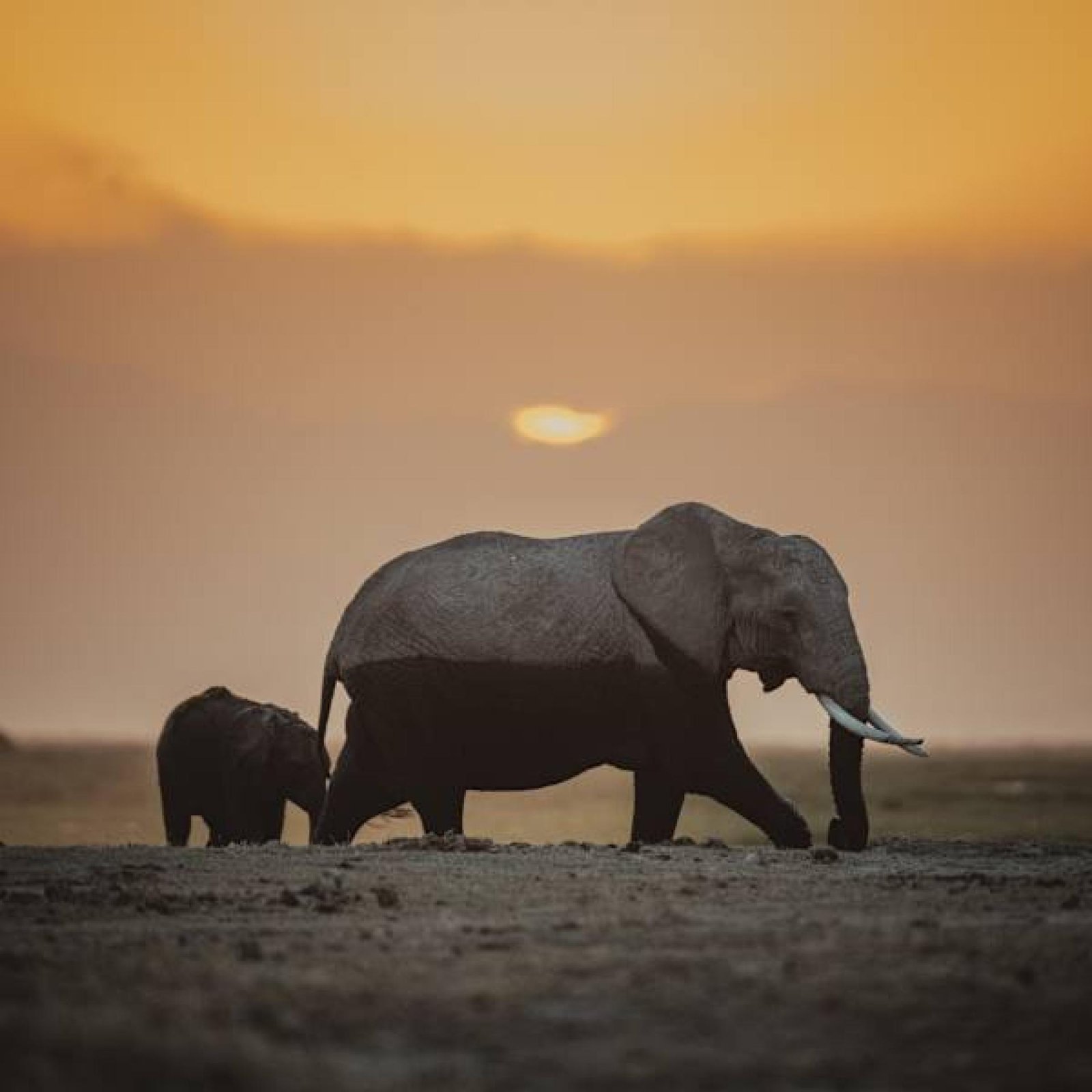 European Photography Awards Winner - Wild Witness