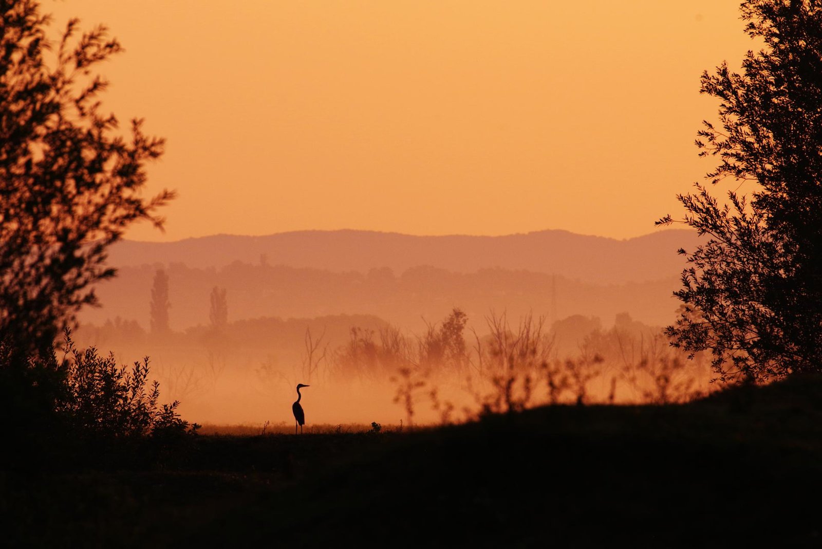 European Photography Awards Winner - Guardian of Dawn