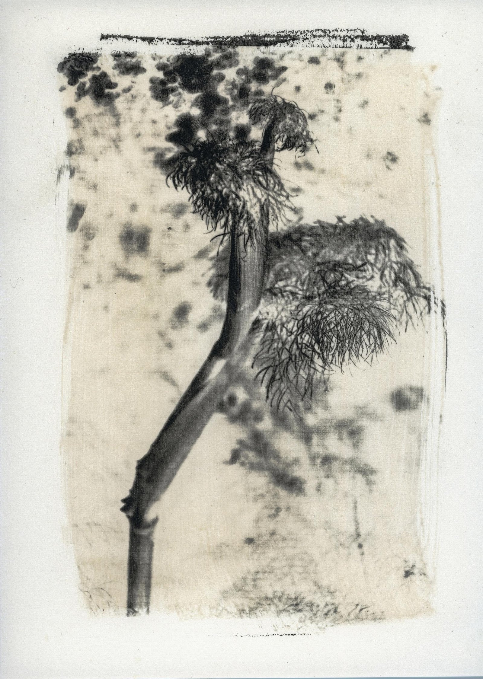 European Photography Awards Winner - Imago Plantae