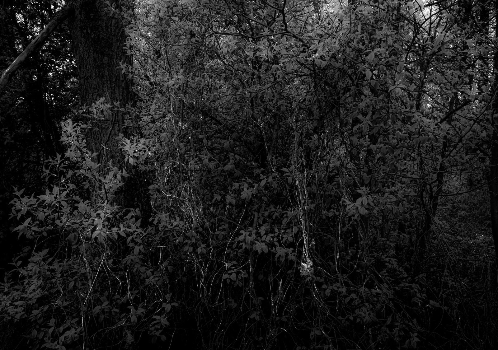 European Photography Awards Winner - UNDERGROWTH