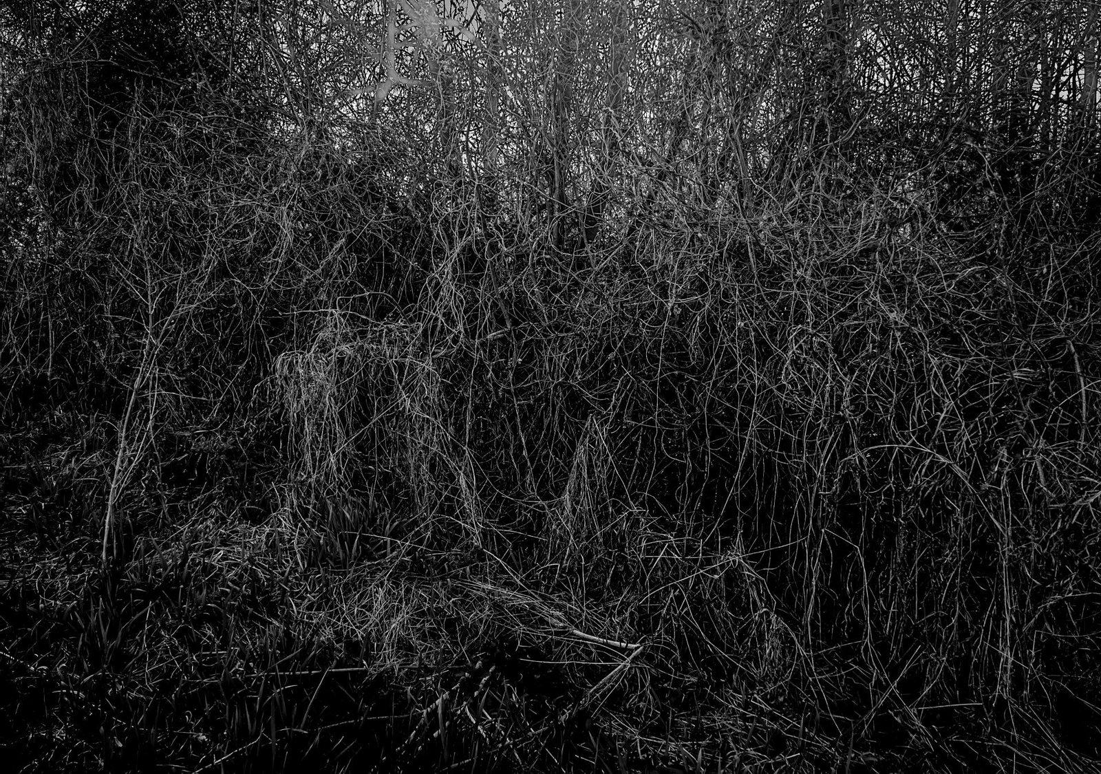 European Photography Awards Winner - UNDERGROWTH