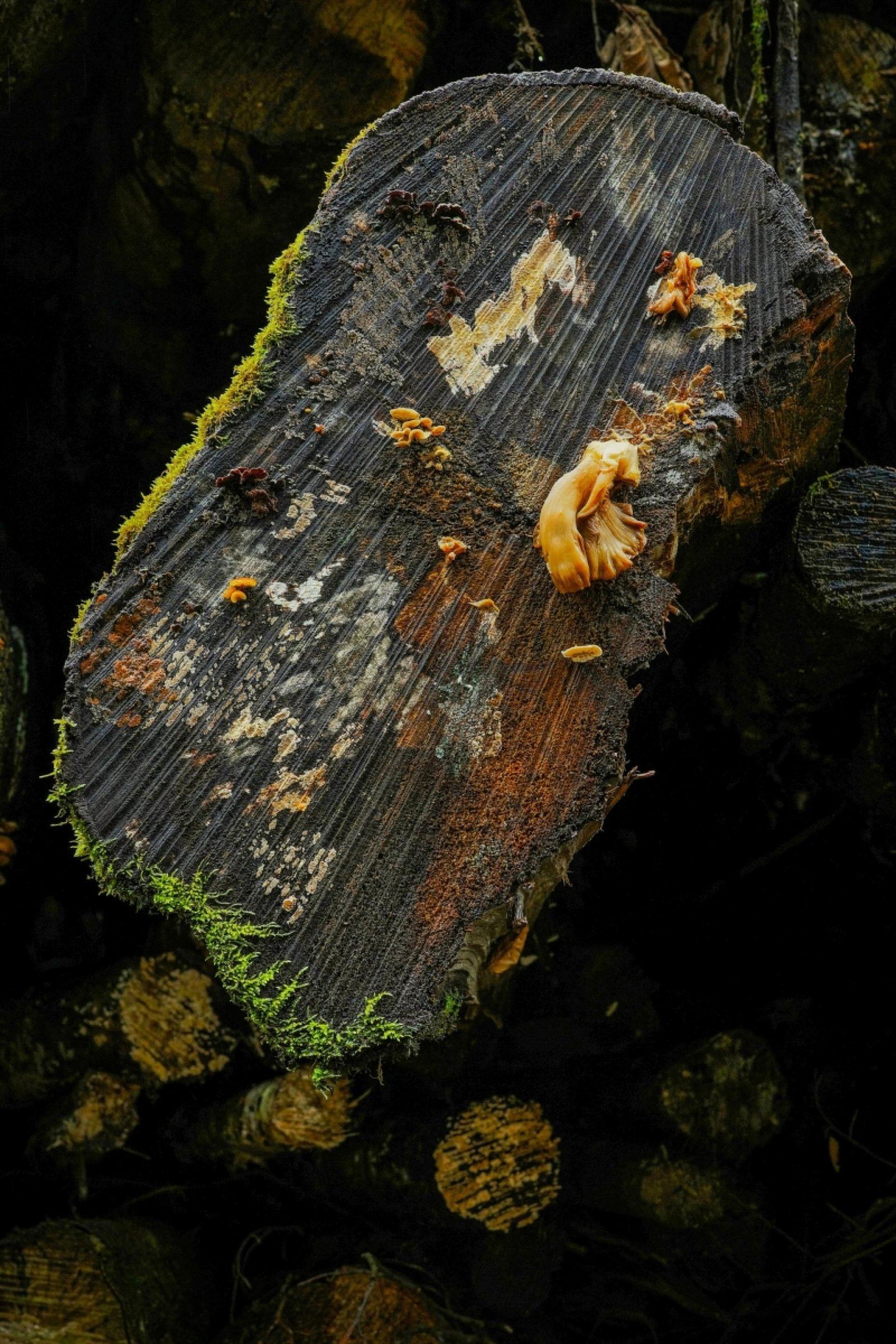 European Photography Awards Winner - Microorganisms on the cut surface of felled tree trunks