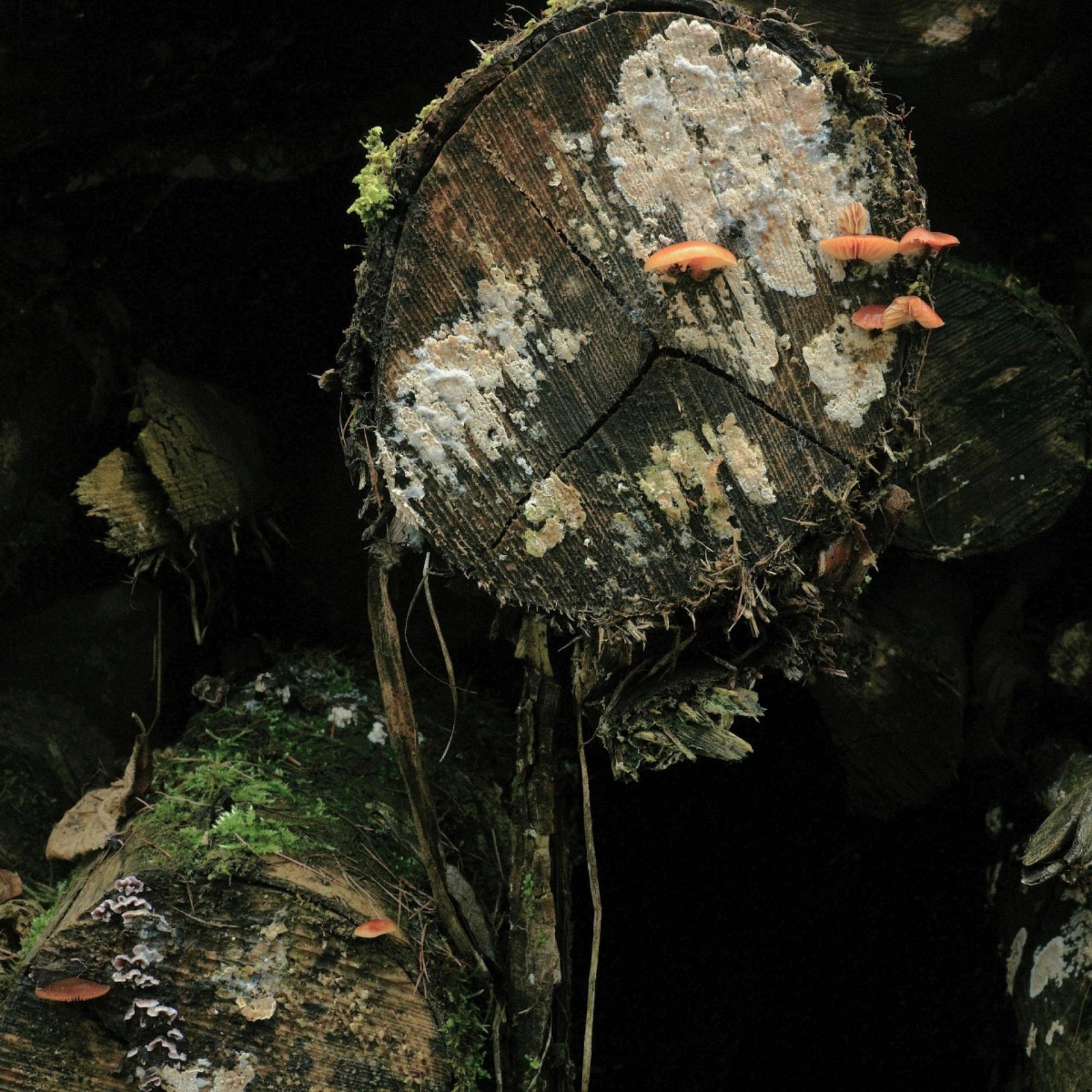 European Photography Awards Winner - Microorganisms on the cut surface of felled tree trunks