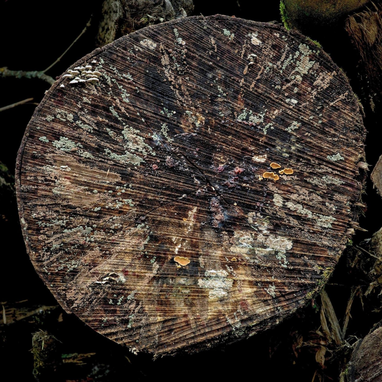 European Photography Awards Winner - Microorganisms on the cut surface of felled tree trunks