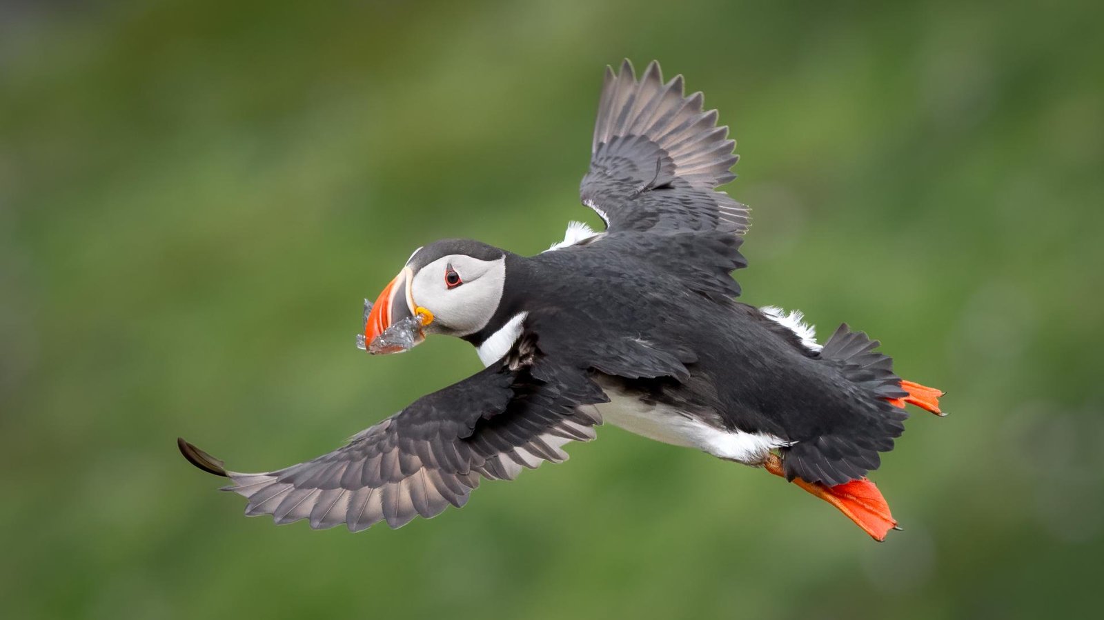 European Photography Awards Winner - Atlantic Puffin with Sand Eel
