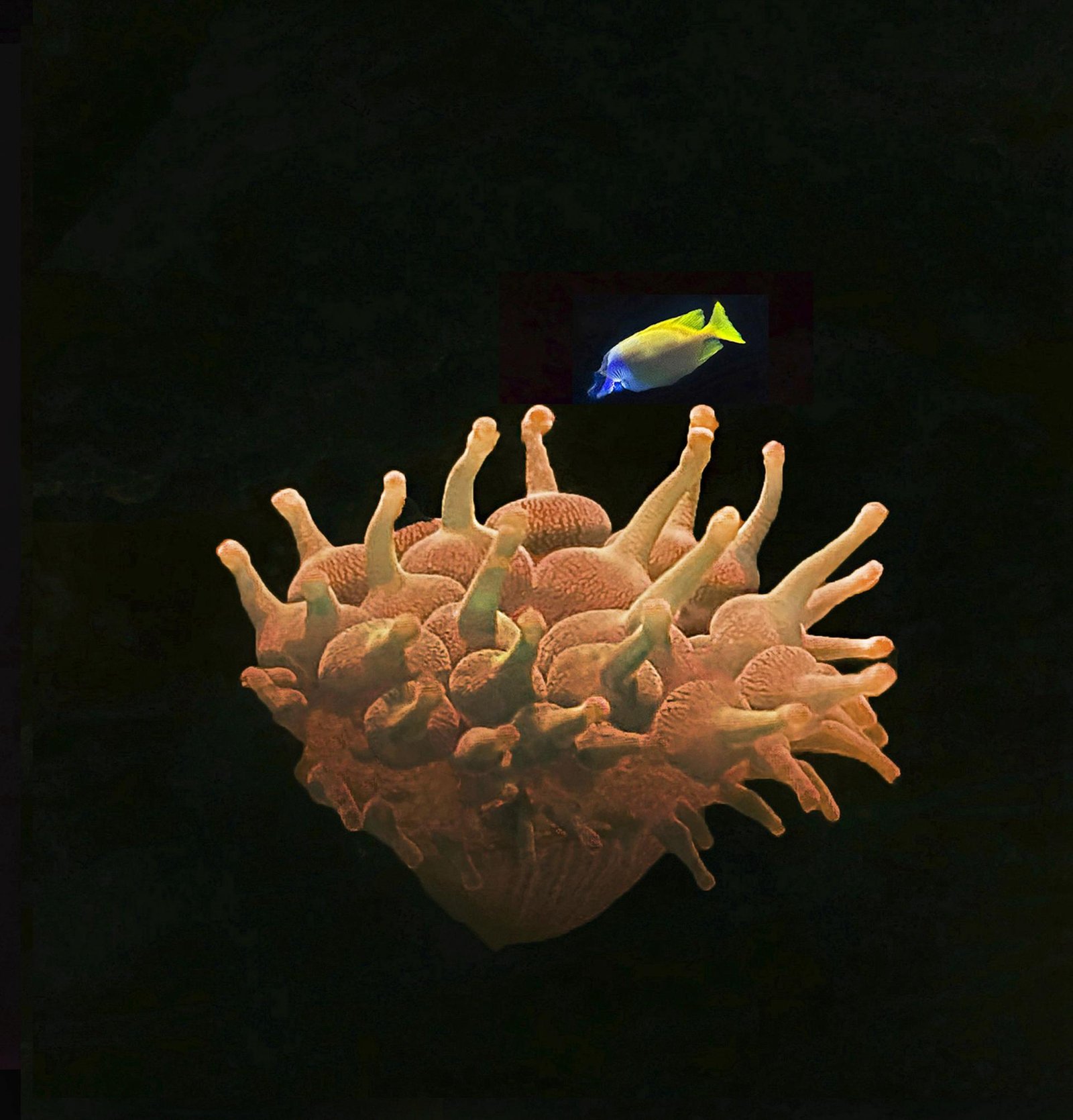 European Photography Awards Winner - The Beauty of the Deep