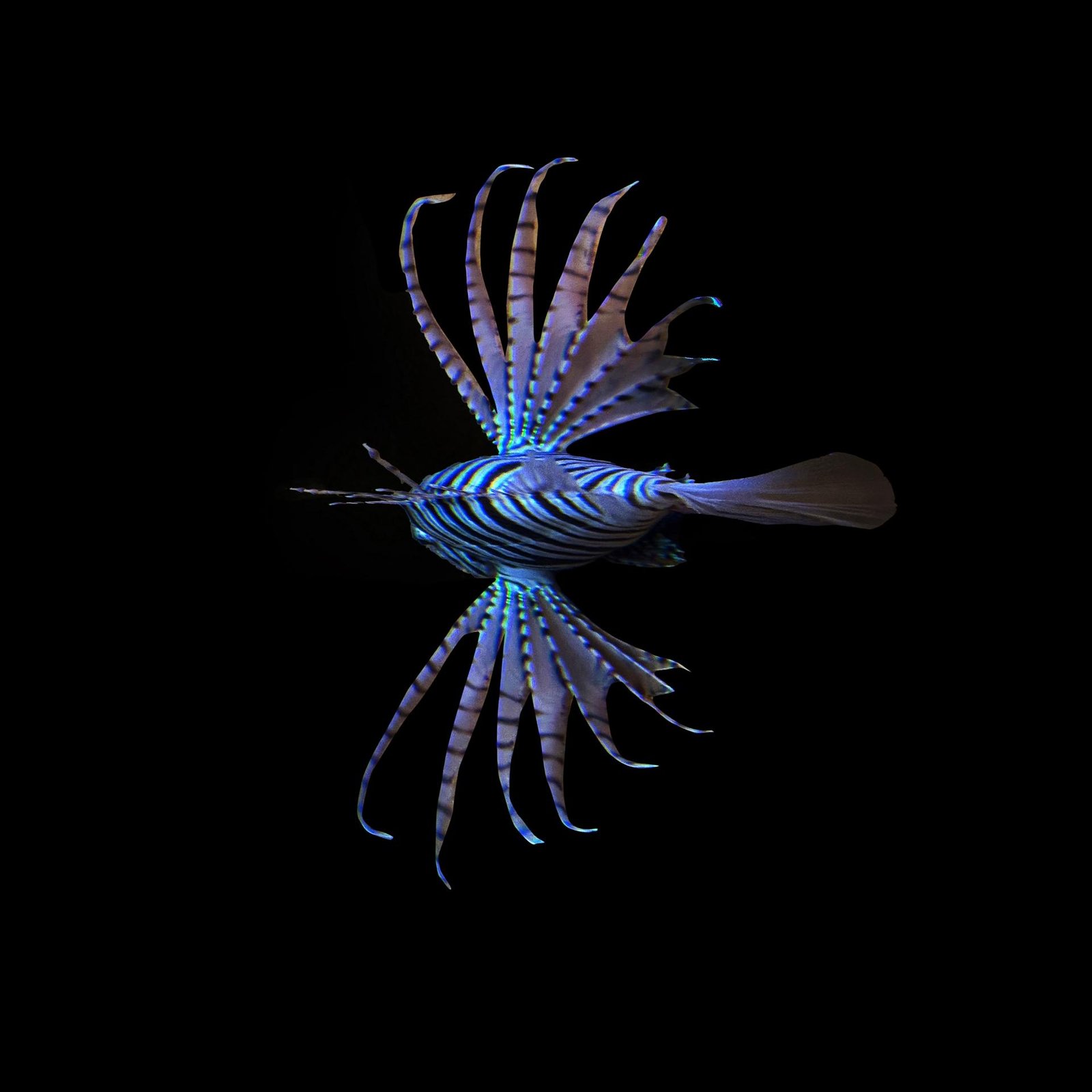 European Photography Awards Winner - The Beauty of the Deep