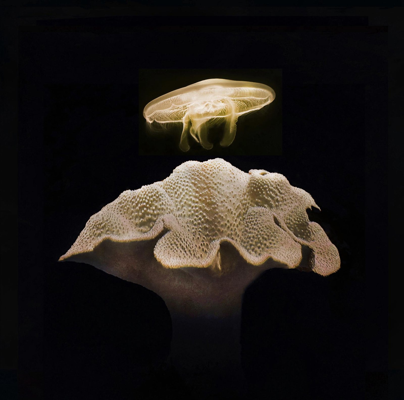 European Photography Awards Winner - The Beauty of the Deep