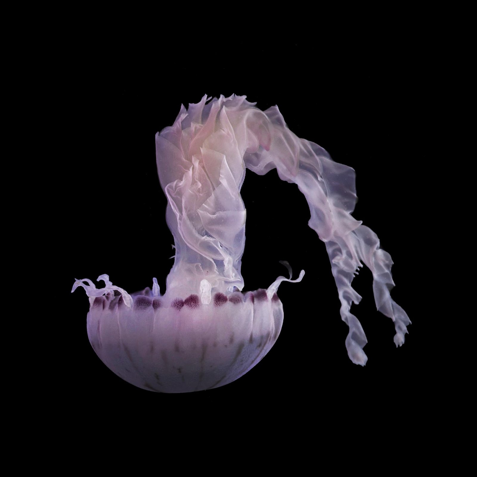European Photography Awards Winner - The Beauty of the Deep